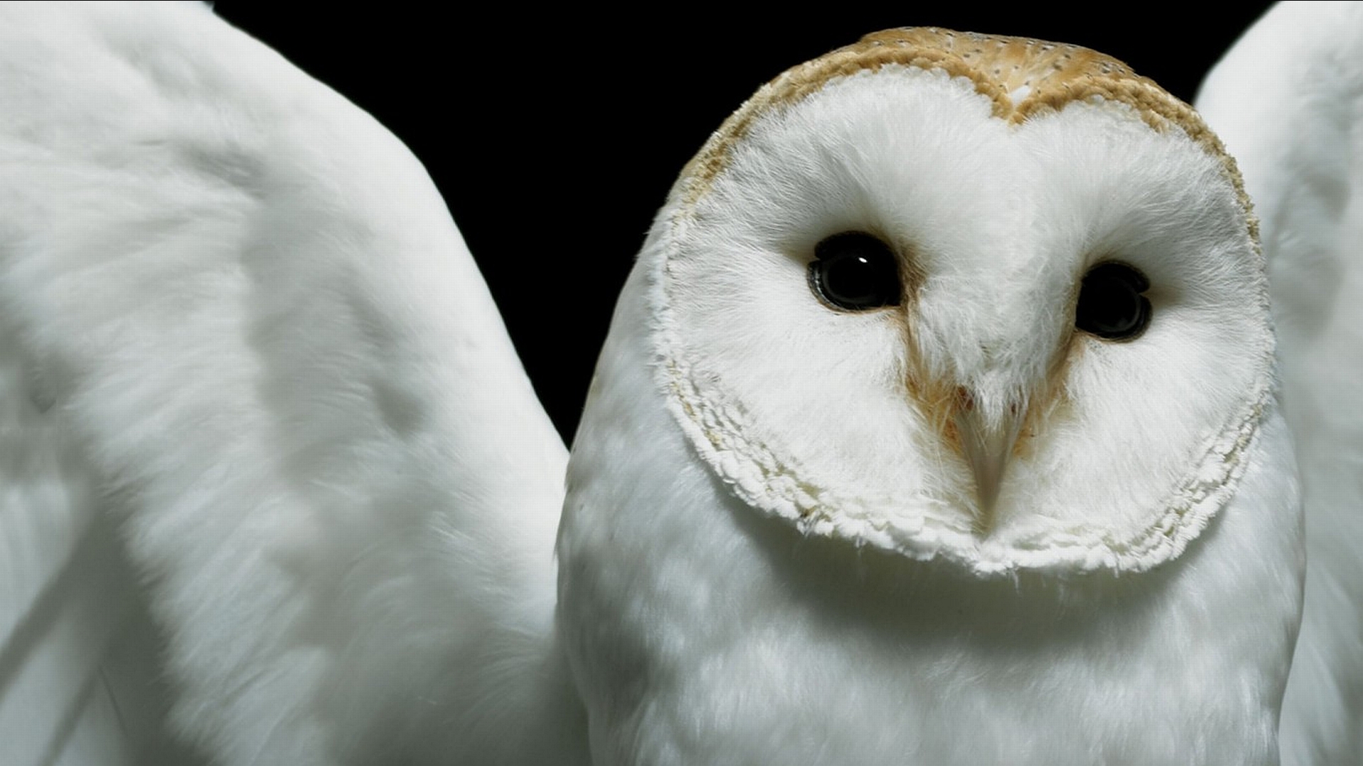 Owl Hd Wallpapers - HD Wallpaper 