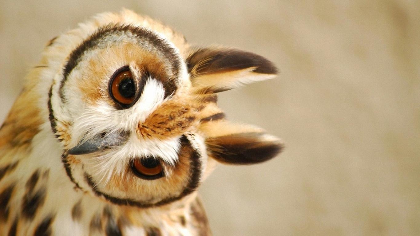 Cute Owl Wallpaper - HD Wallpaper 