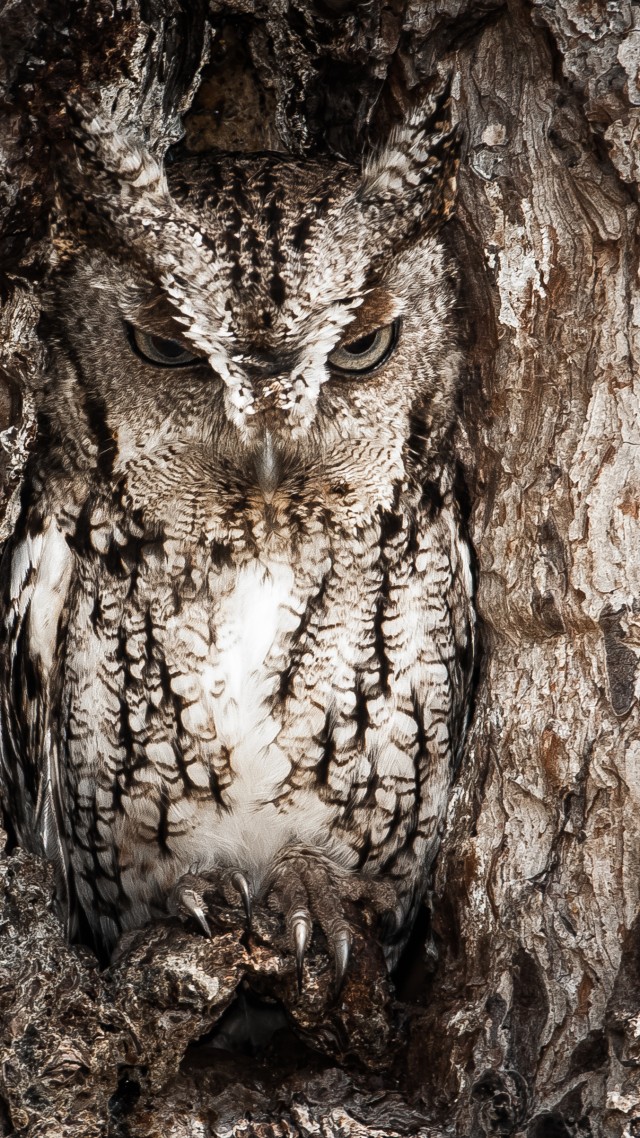 National Geographic, 4k, Hd Wallpaper, Owl, Hidden, - Eastern Screech Owl Georgia - HD Wallpaper 