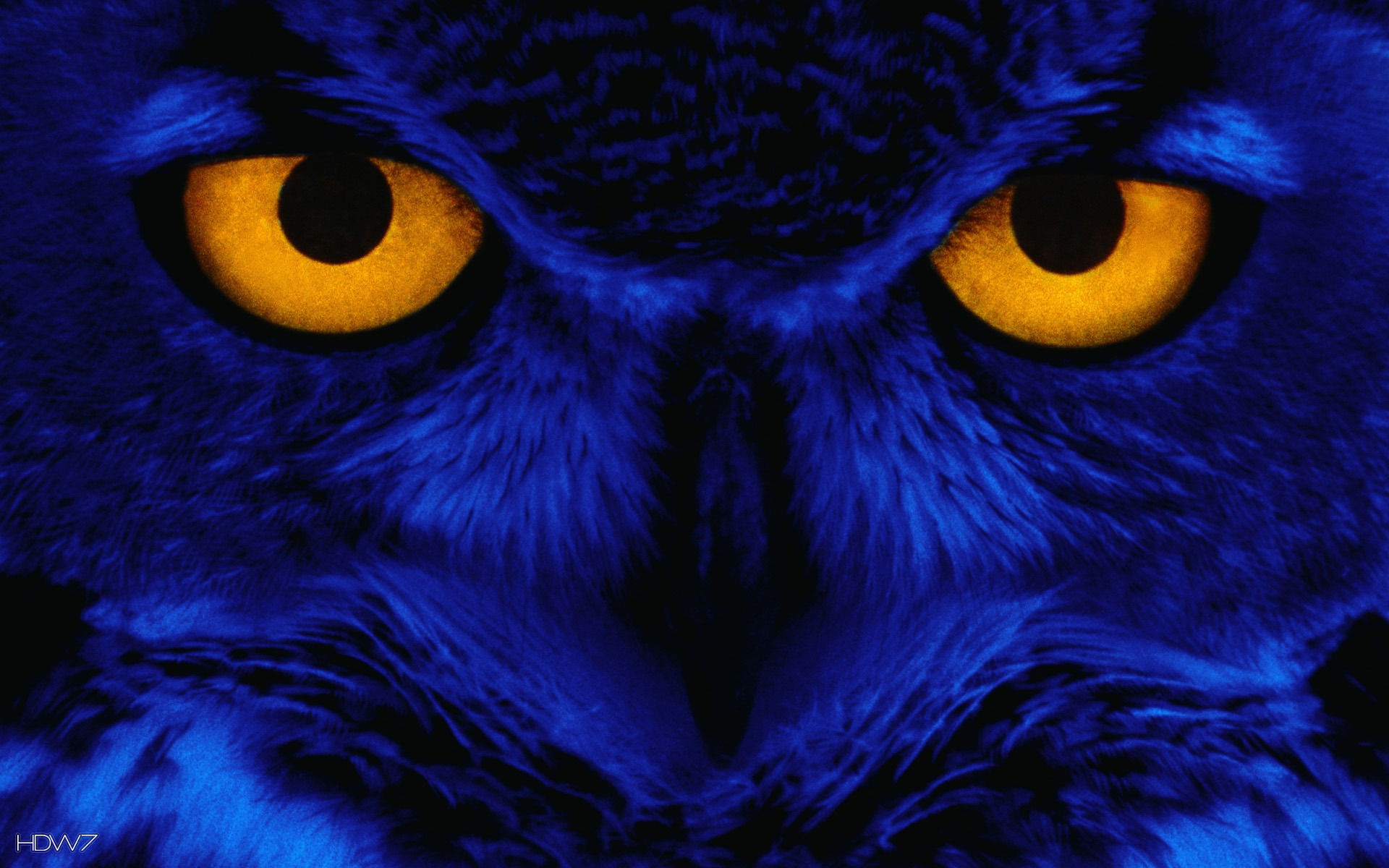 Blue Owl Wallpaper - HD Wallpaper 