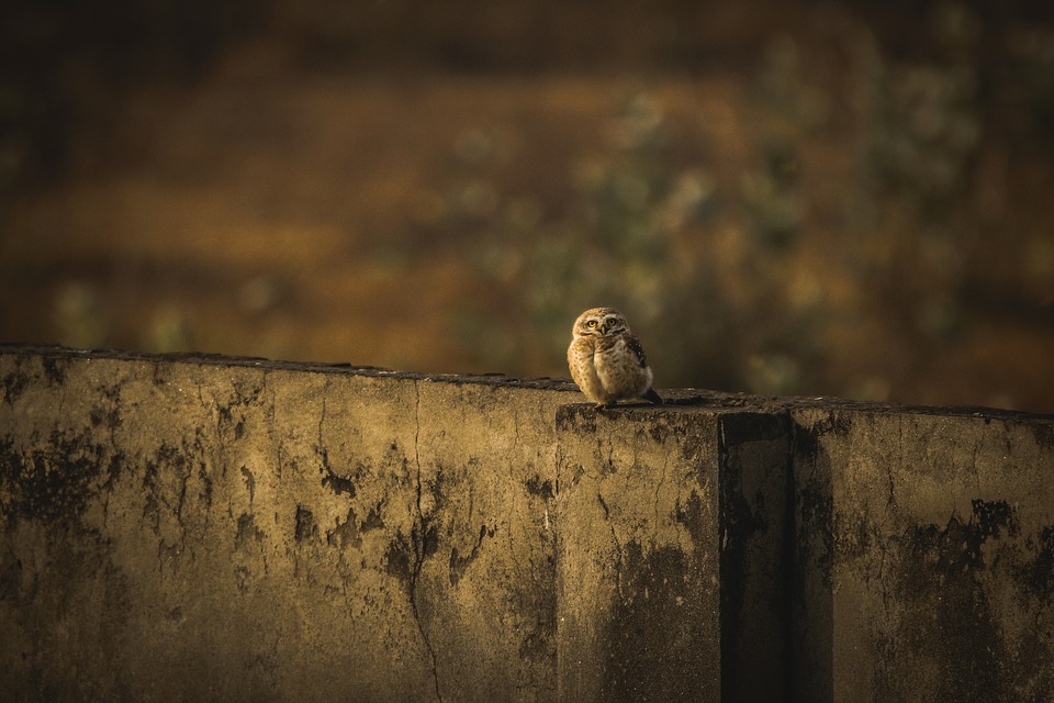 Owl, Wallpaper, O, Bird, Night, Portrait, Eye, Magic - House Sparrow - HD Wallpaper 