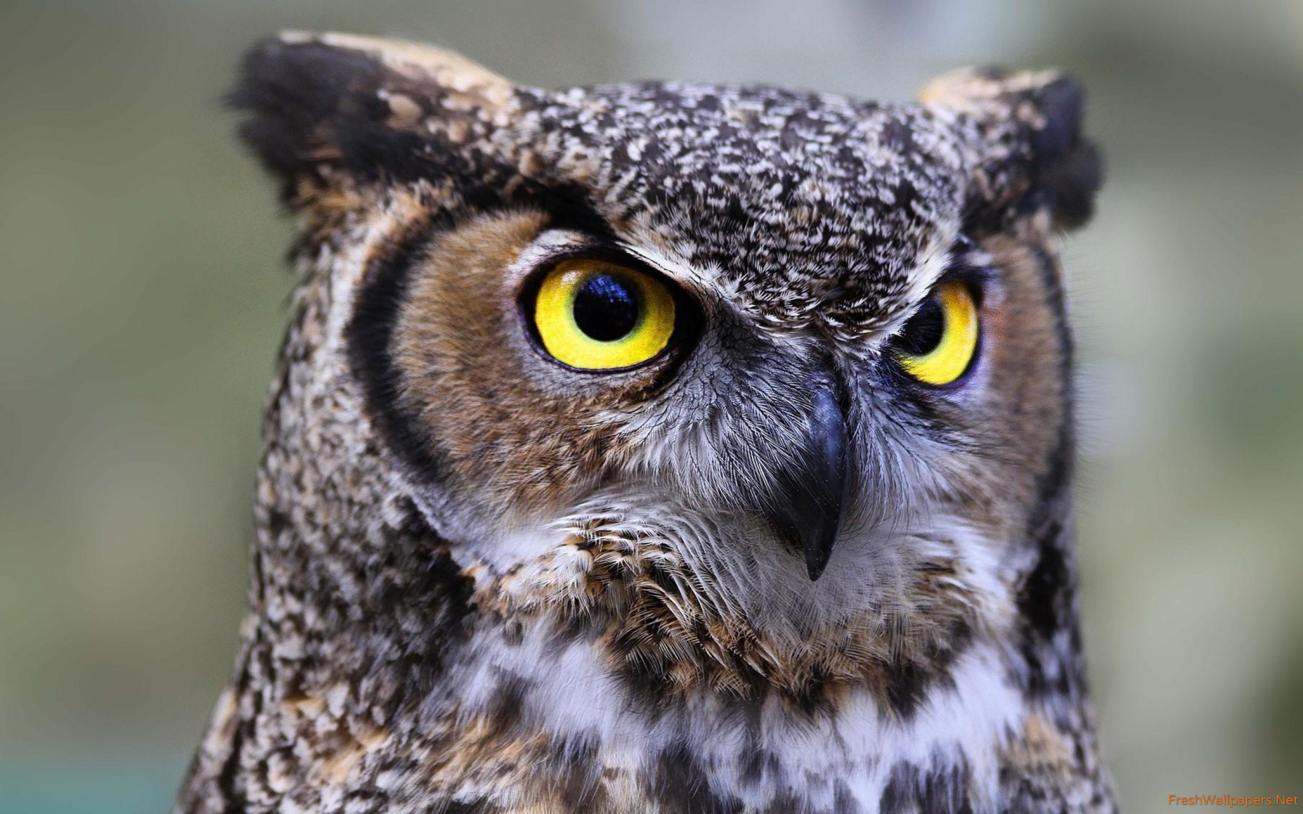Great Horned Owl Wallpaper Iphone - HD Wallpaper 