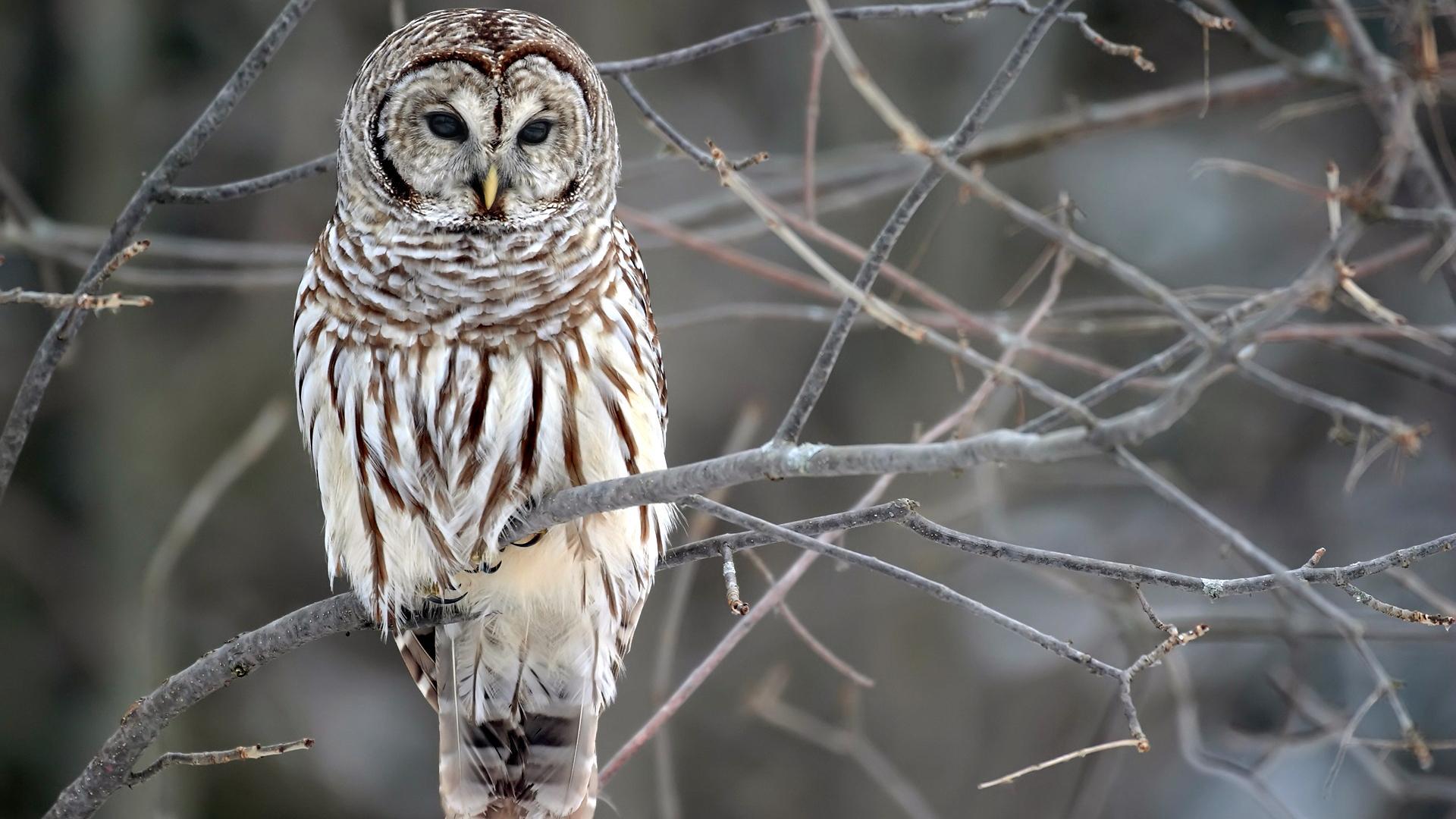 Barred Owl Wallpaper Hd - Barred Owl On A Branch - HD Wallpaper 