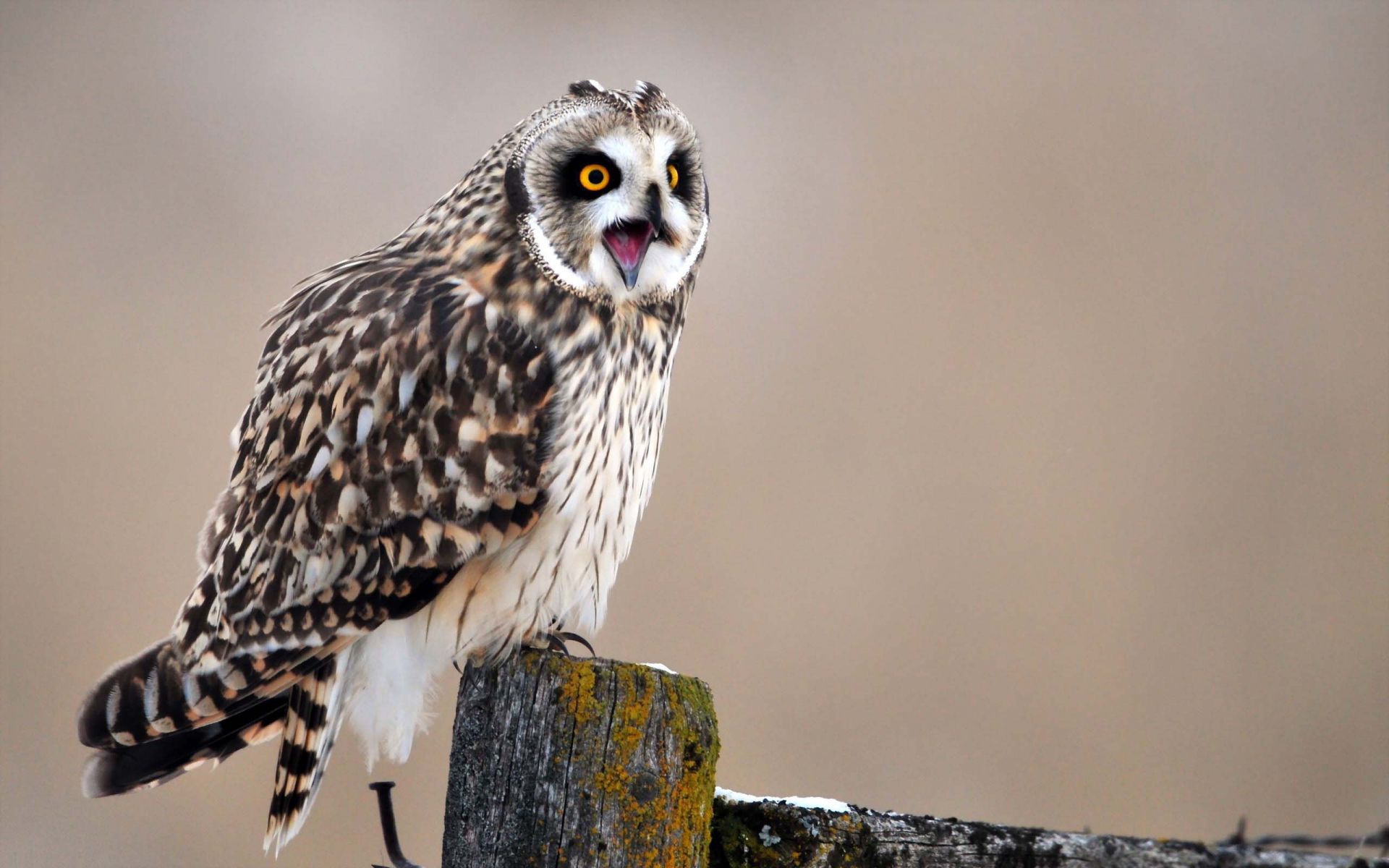 Angry Owl Wallpaper Wallpaper - Owl - HD Wallpaper 
