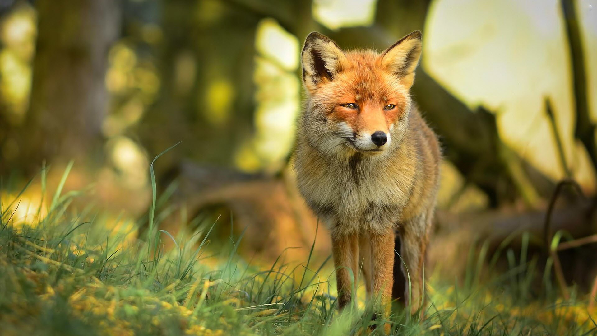 Cute Red Fox Wallpaper - Cute Fox Desktop Background - HD Wallpaper 