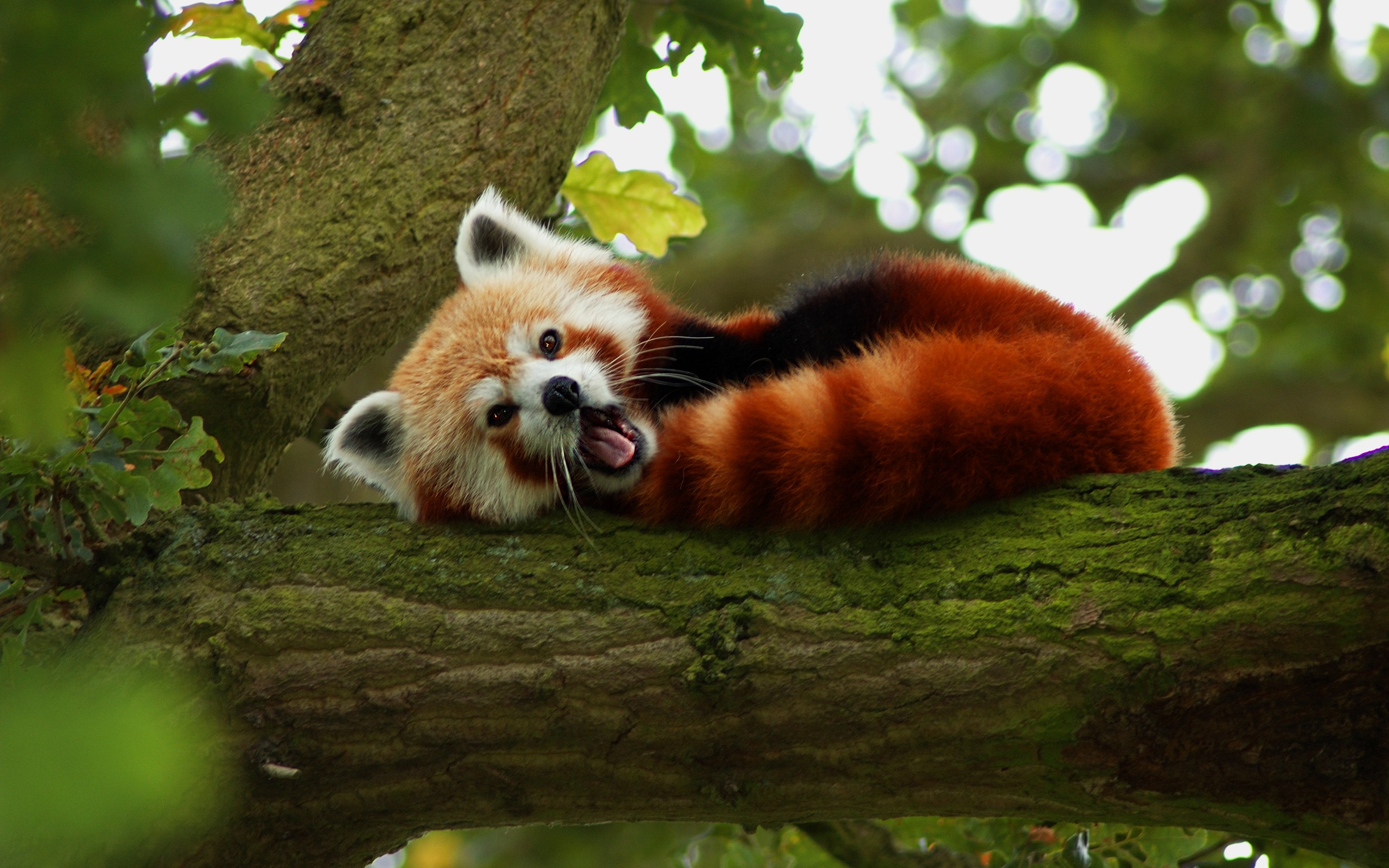 Red Panda - HD Wallpaper 
