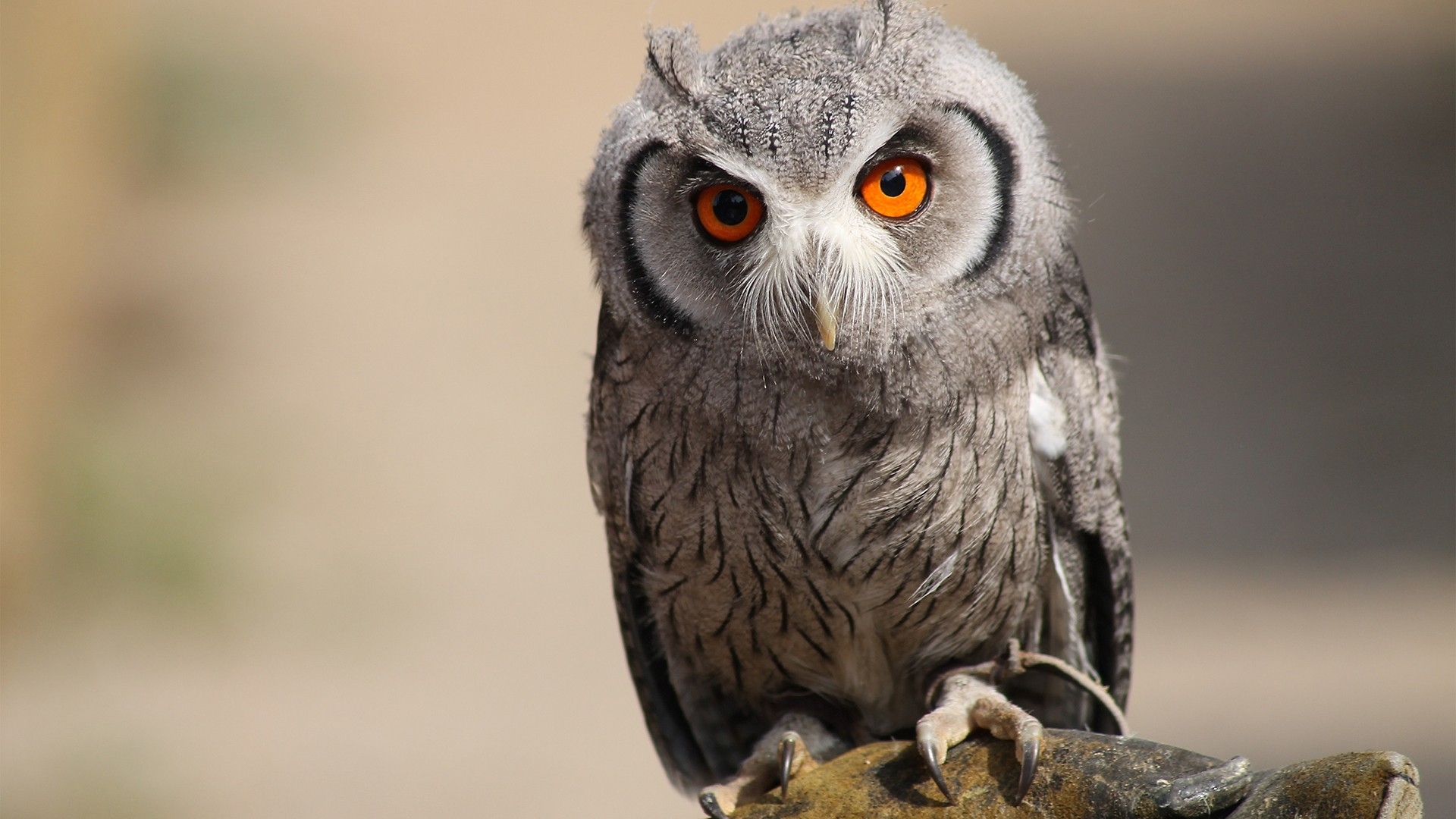 Owl Hd Wallpapers 1080p - HD Wallpaper 