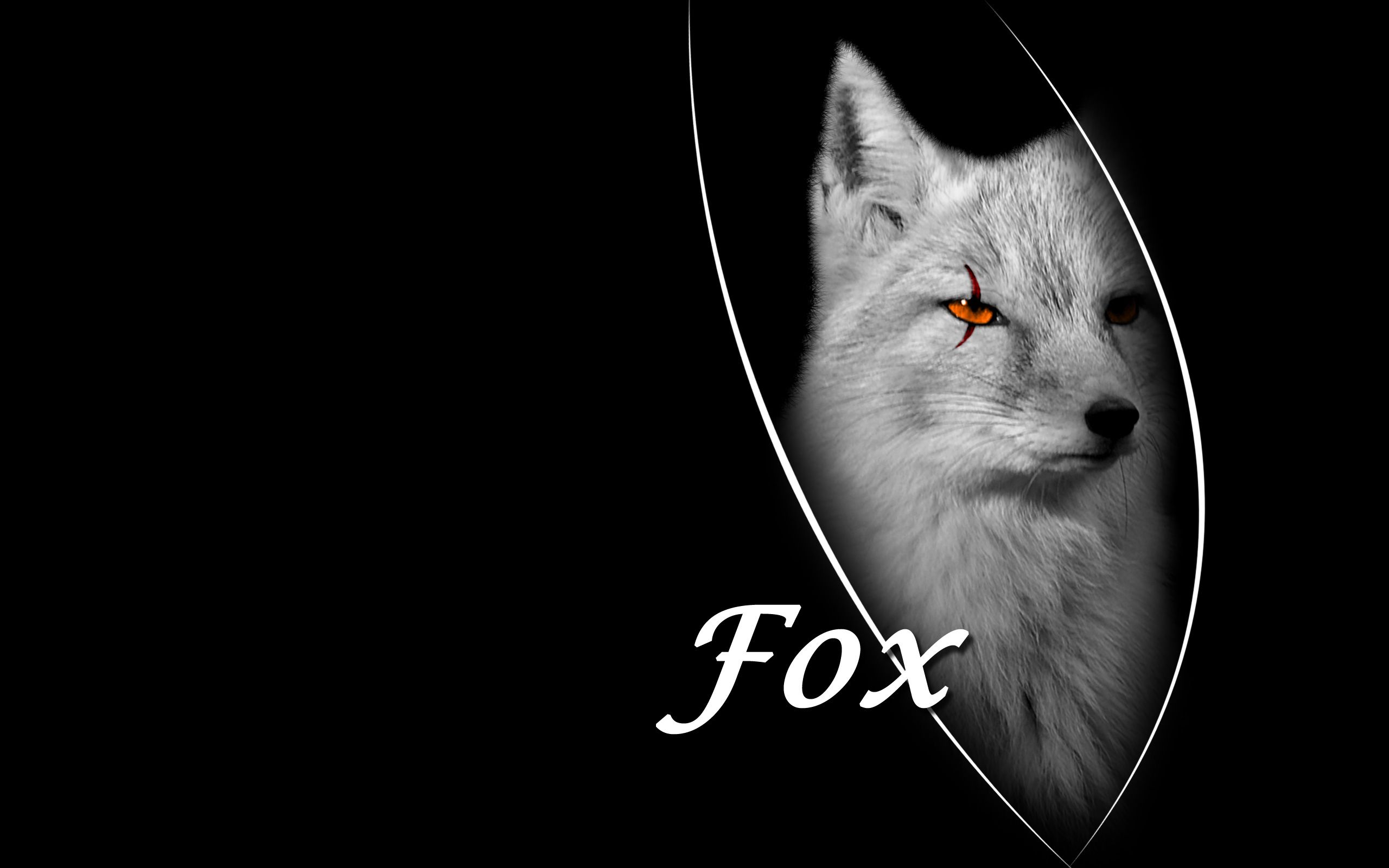 Fox Wallpapers - Black Fox Wallpaper Hd - HD Wallpaper 