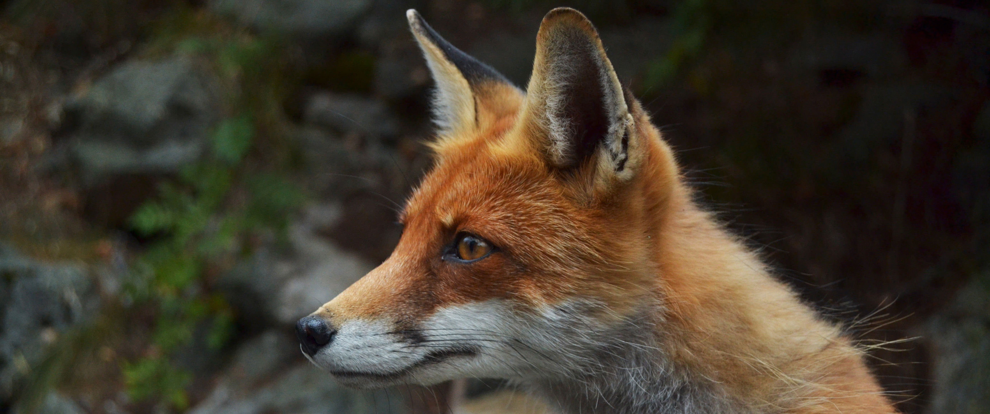 Fox Ultrawide Wallpaper - 21 9 Wallpaper Wildlife - HD Wallpaper 