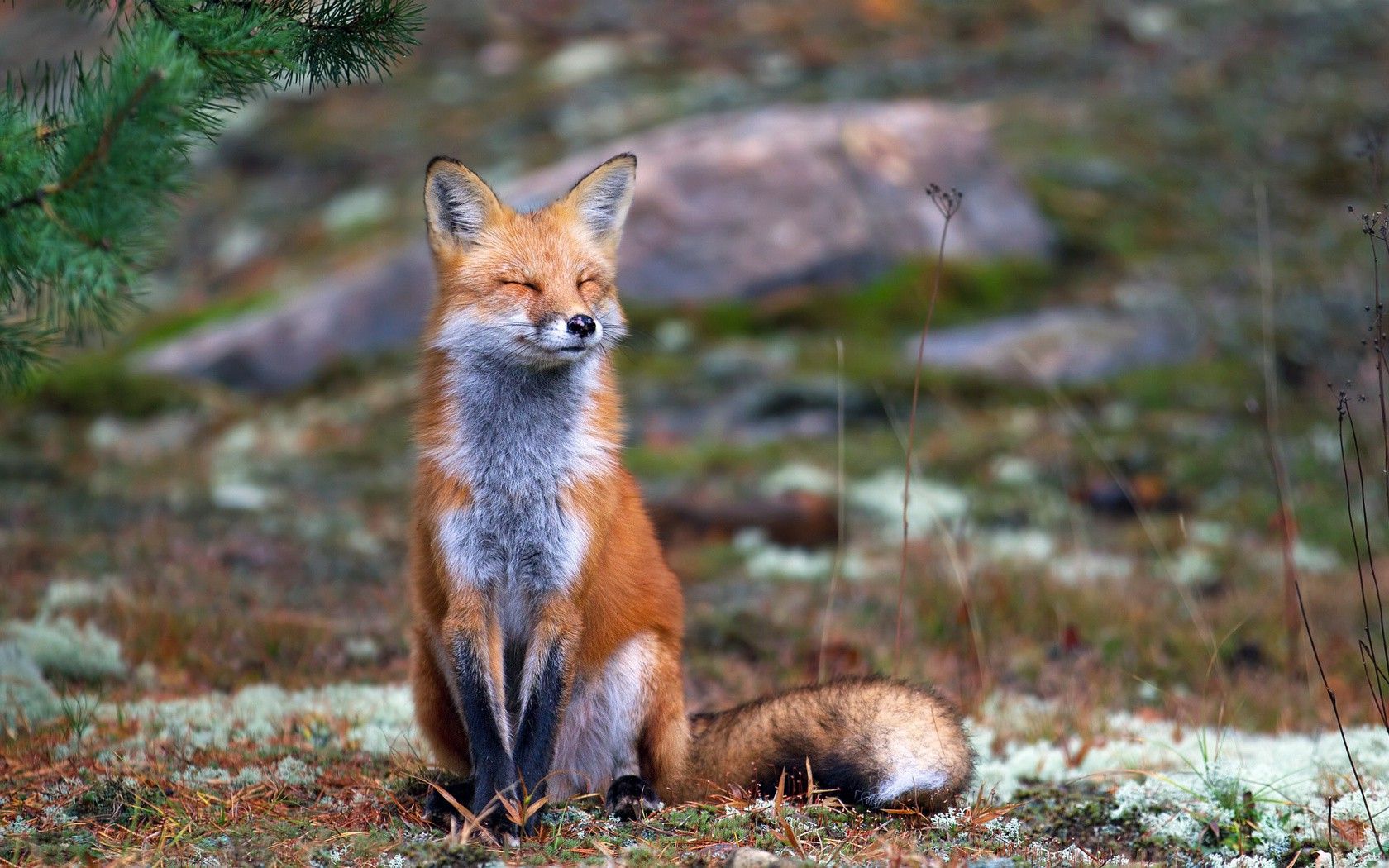 Fox, Nature, Animals, Smiling Wallpapers Hd / Desktop - Fox Nature - HD Wallpaper 