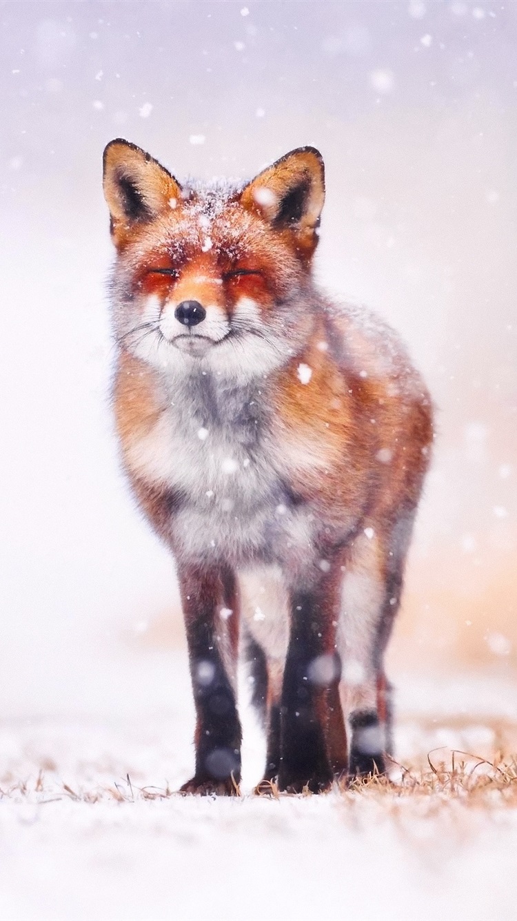 Winter Fox Wallpaper Iphone - HD Wallpaper 