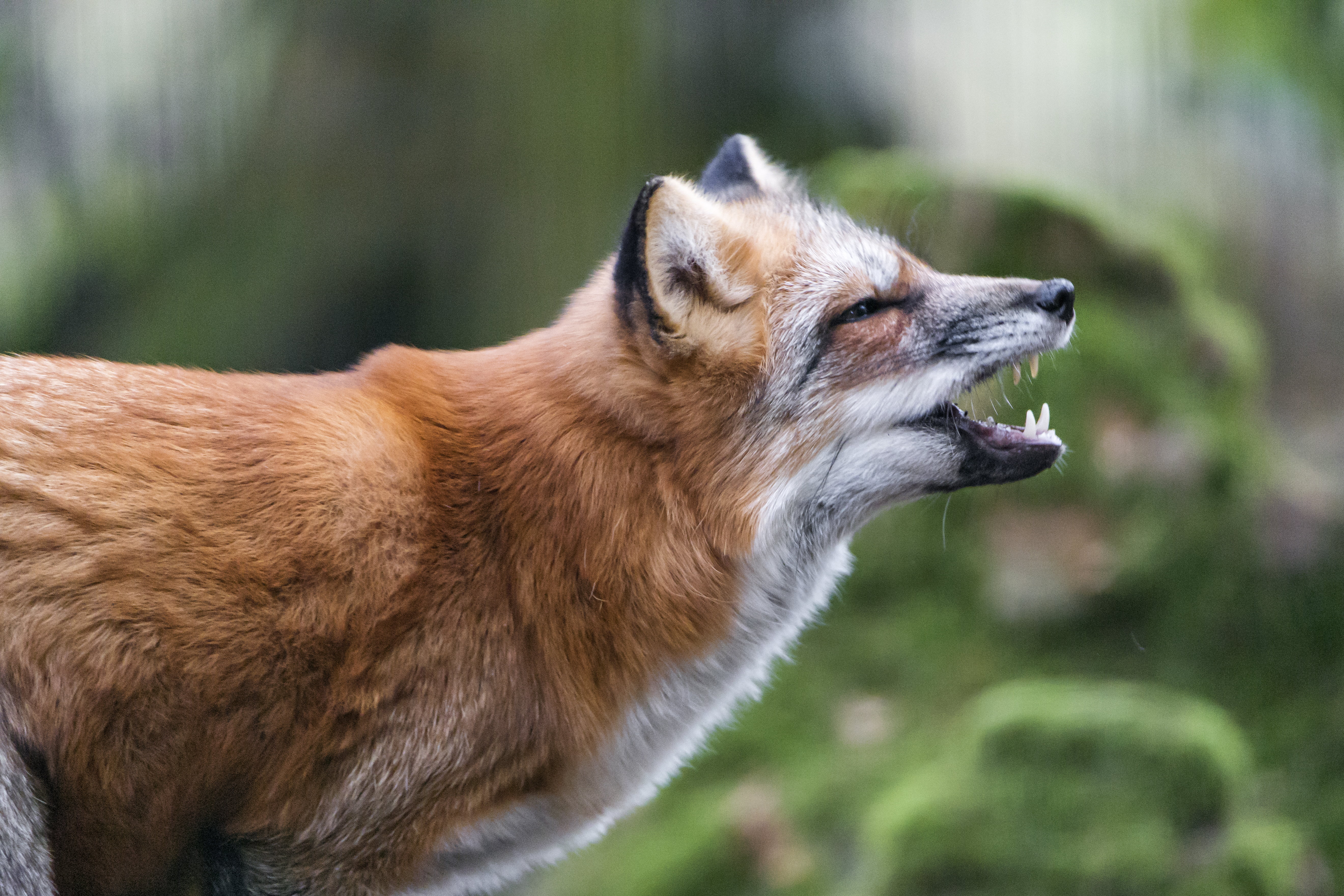 Fox Profile Open Mouth - HD Wallpaper 