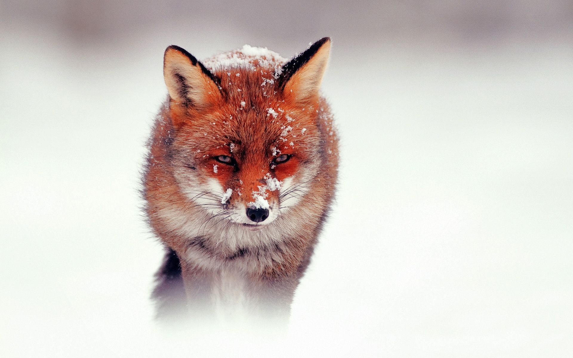 Red Fox Wallpaper - Red Fox Wallpaper Hd - HD Wallpaper 