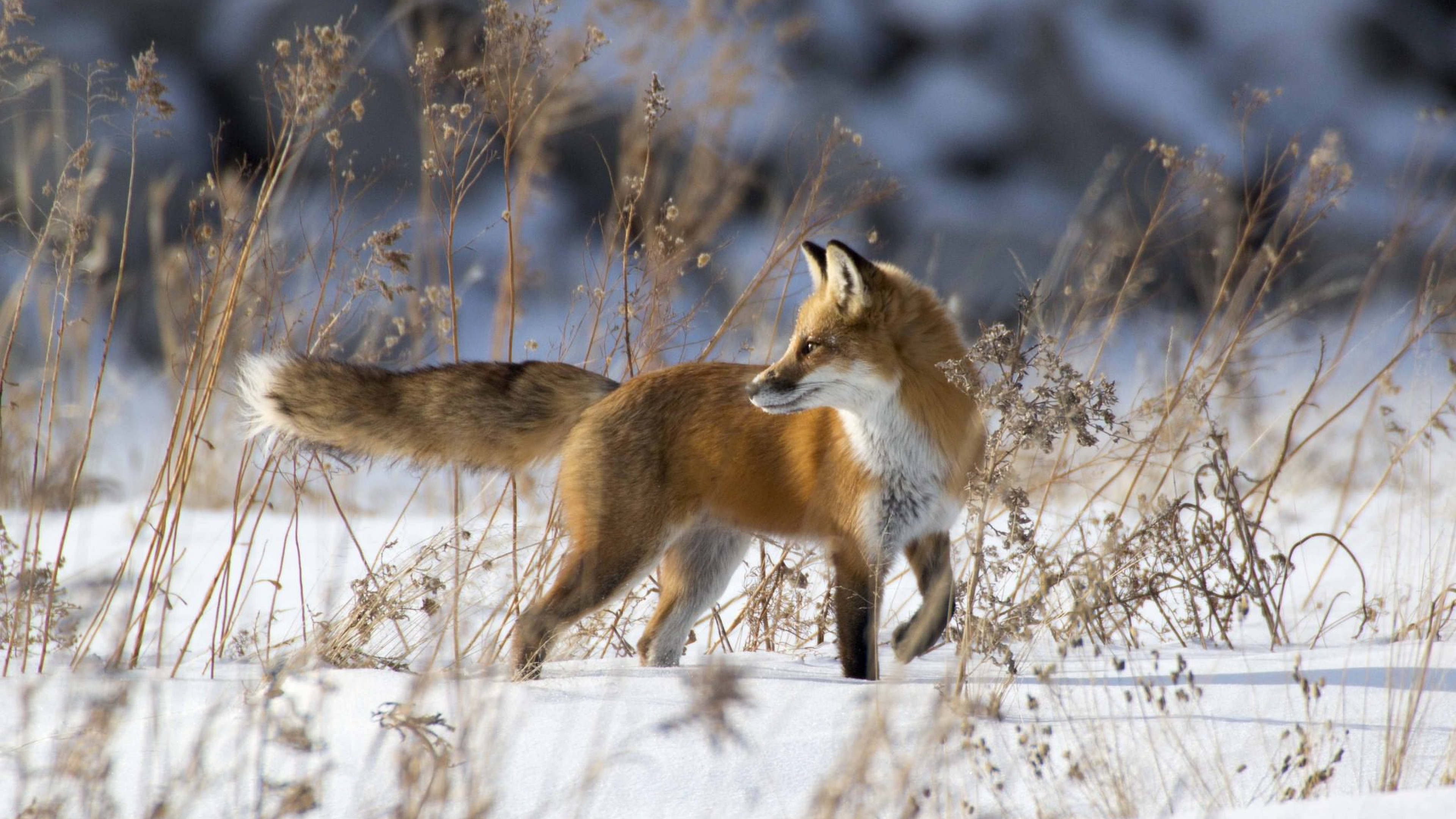 Fox In Snow - HD Wallpaper 