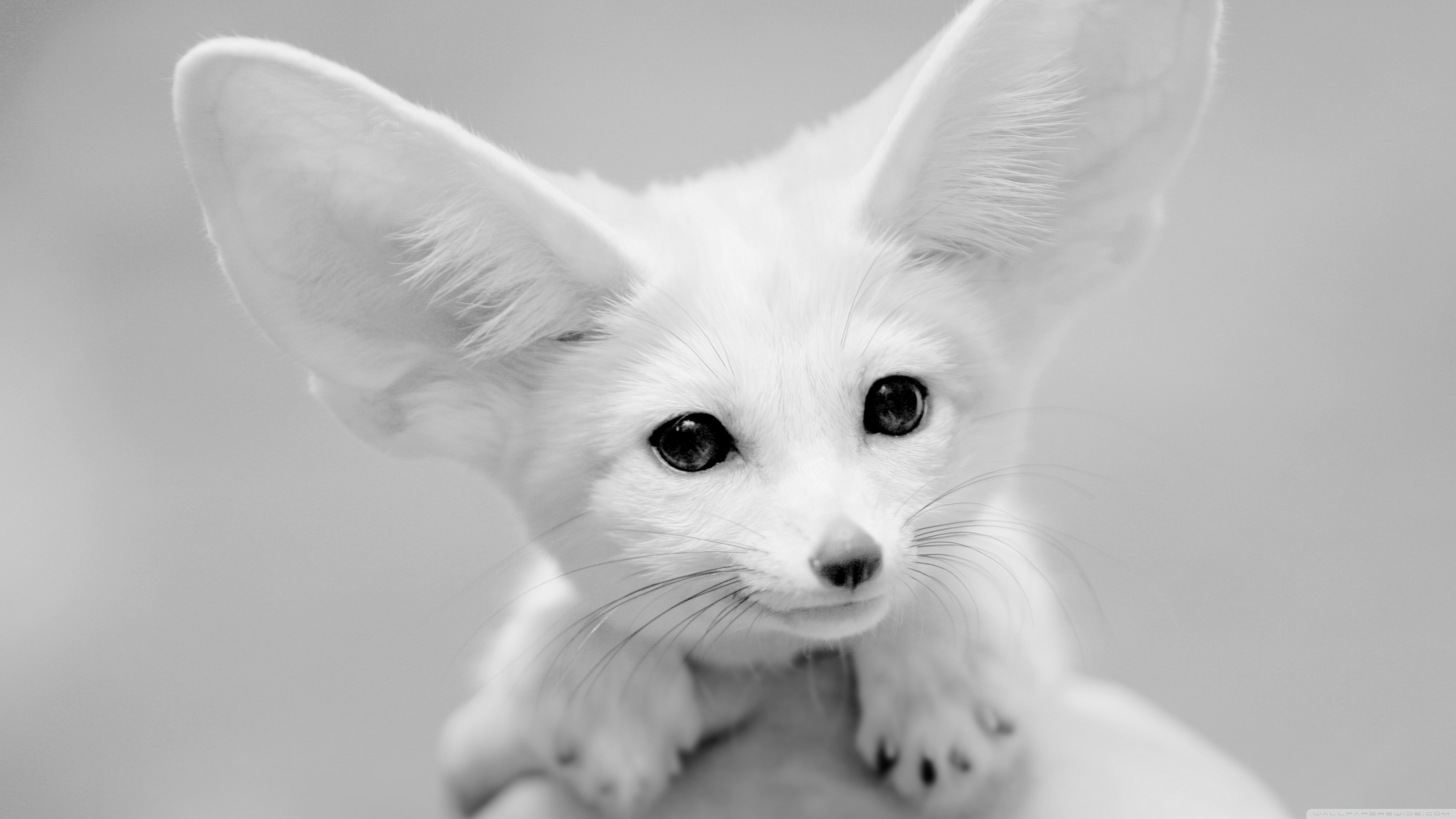 4k Fennec Fox Wallpaper For Desktop And Mobile Phones - Full Grown White Fennec Fox - HD Wallpaper 