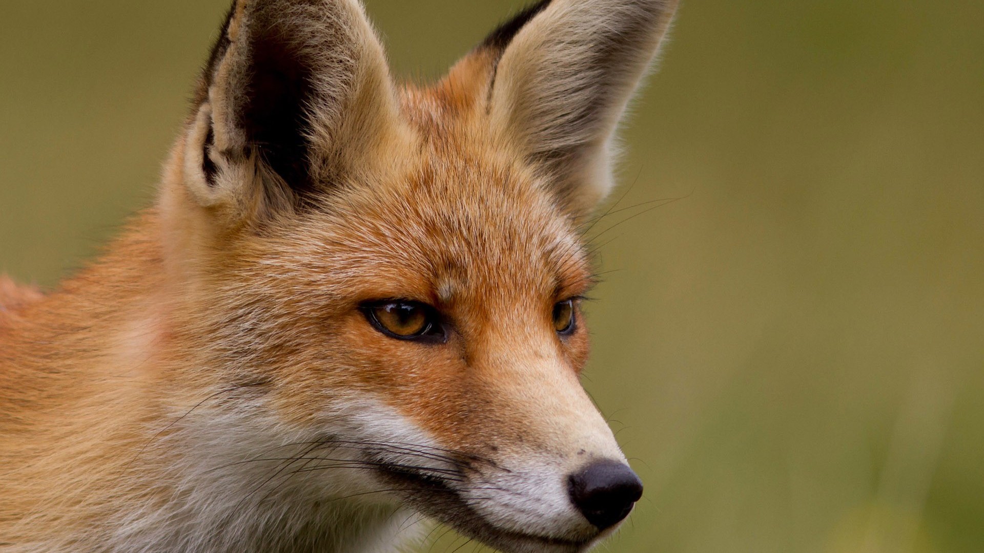 1080p - HD Wallpaper 