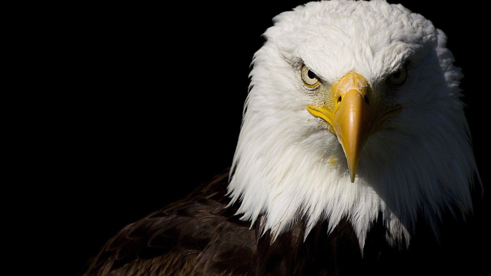 Good Eagle - HD Wallpaper 