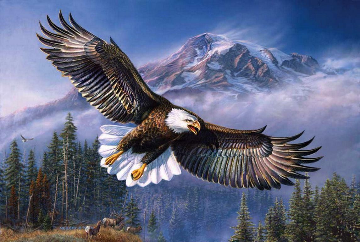 Pin By Jen Heart On F L Y - Eagle Background - HD Wallpaper 