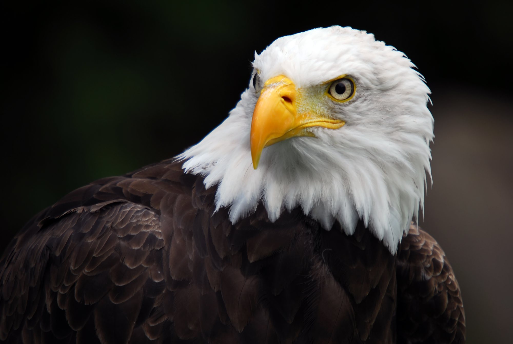 Bald Eagle Wallpaper - HD Wallpaper 
