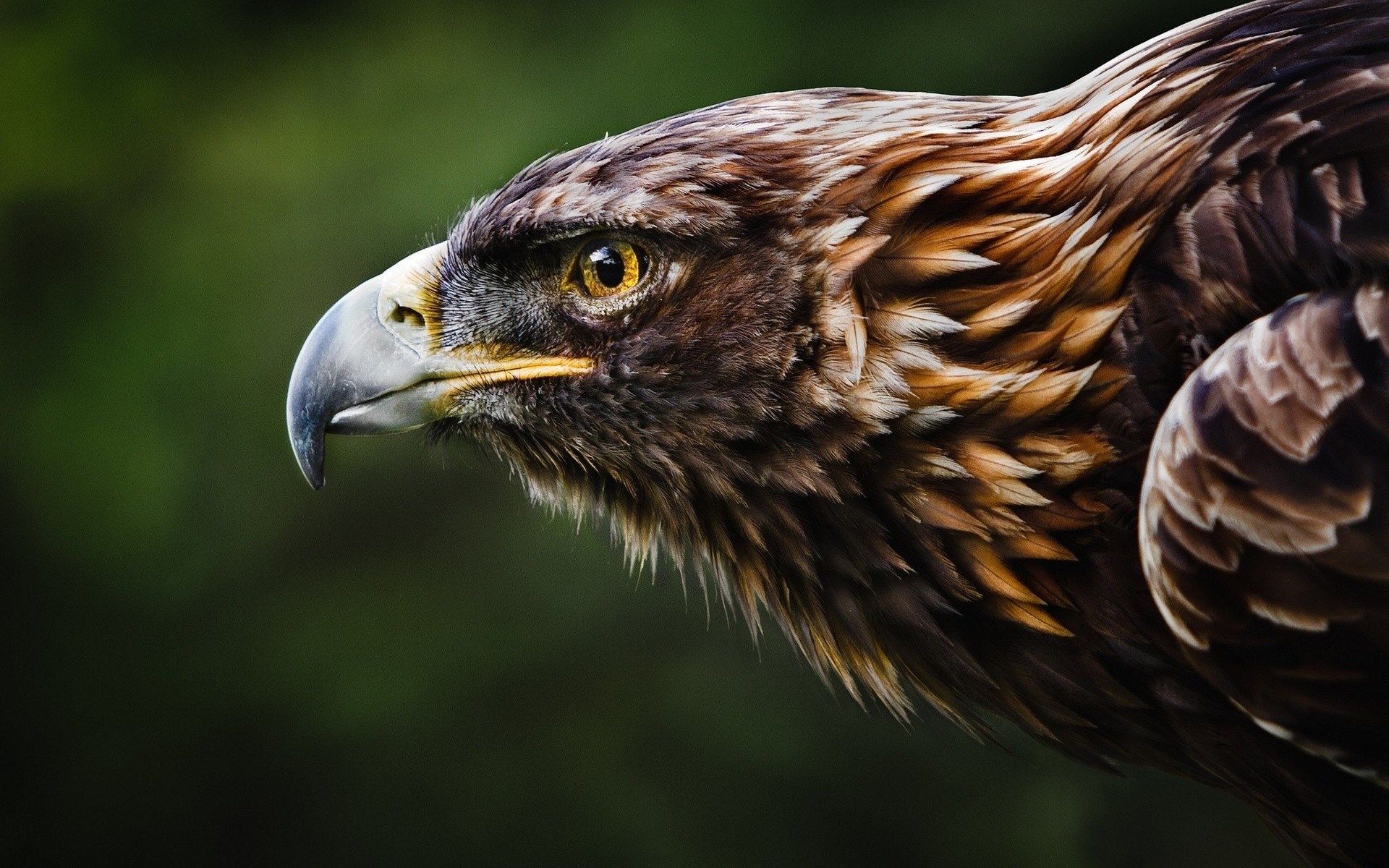 Golden Eagle Wallpaper Hd By William Hornaday - Cool Pictures Of Hawks - HD Wallpaper 