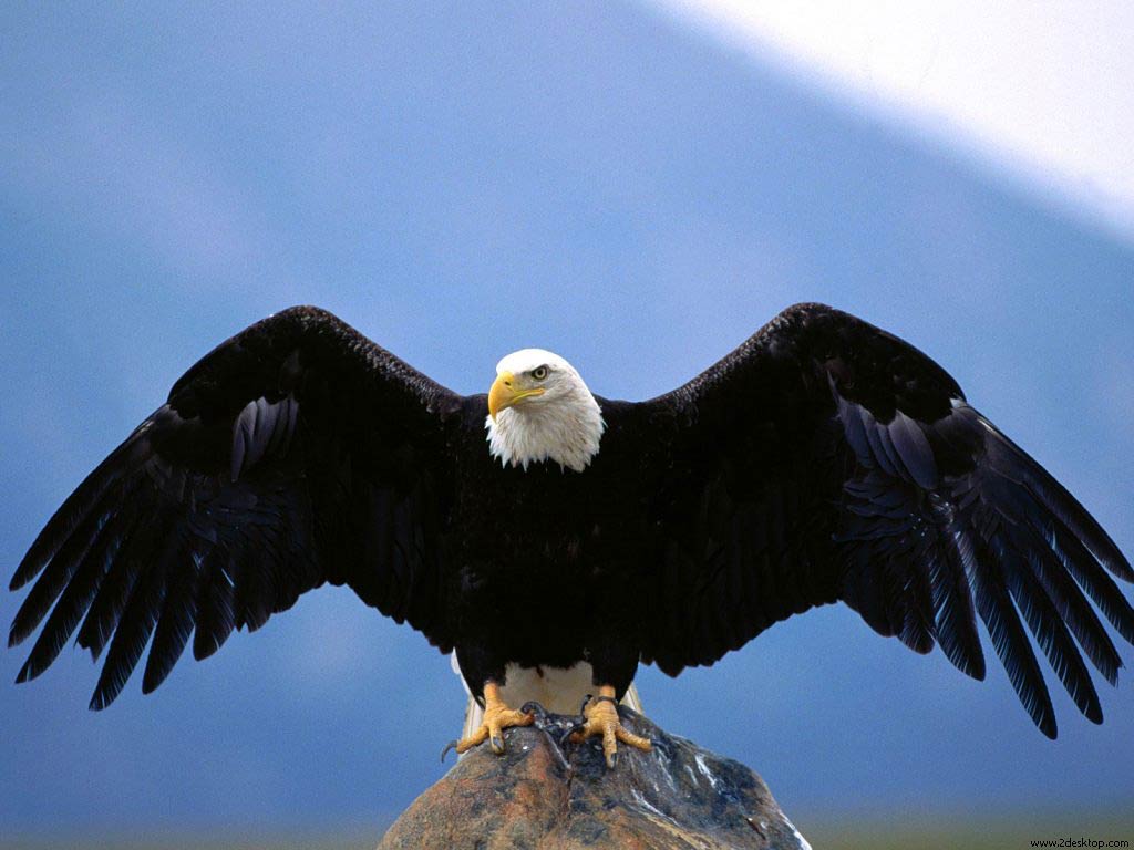 Free Bald Eagle Wallpaper Wallpapers Download - Eagle Images Hd - HD Wallpaper 