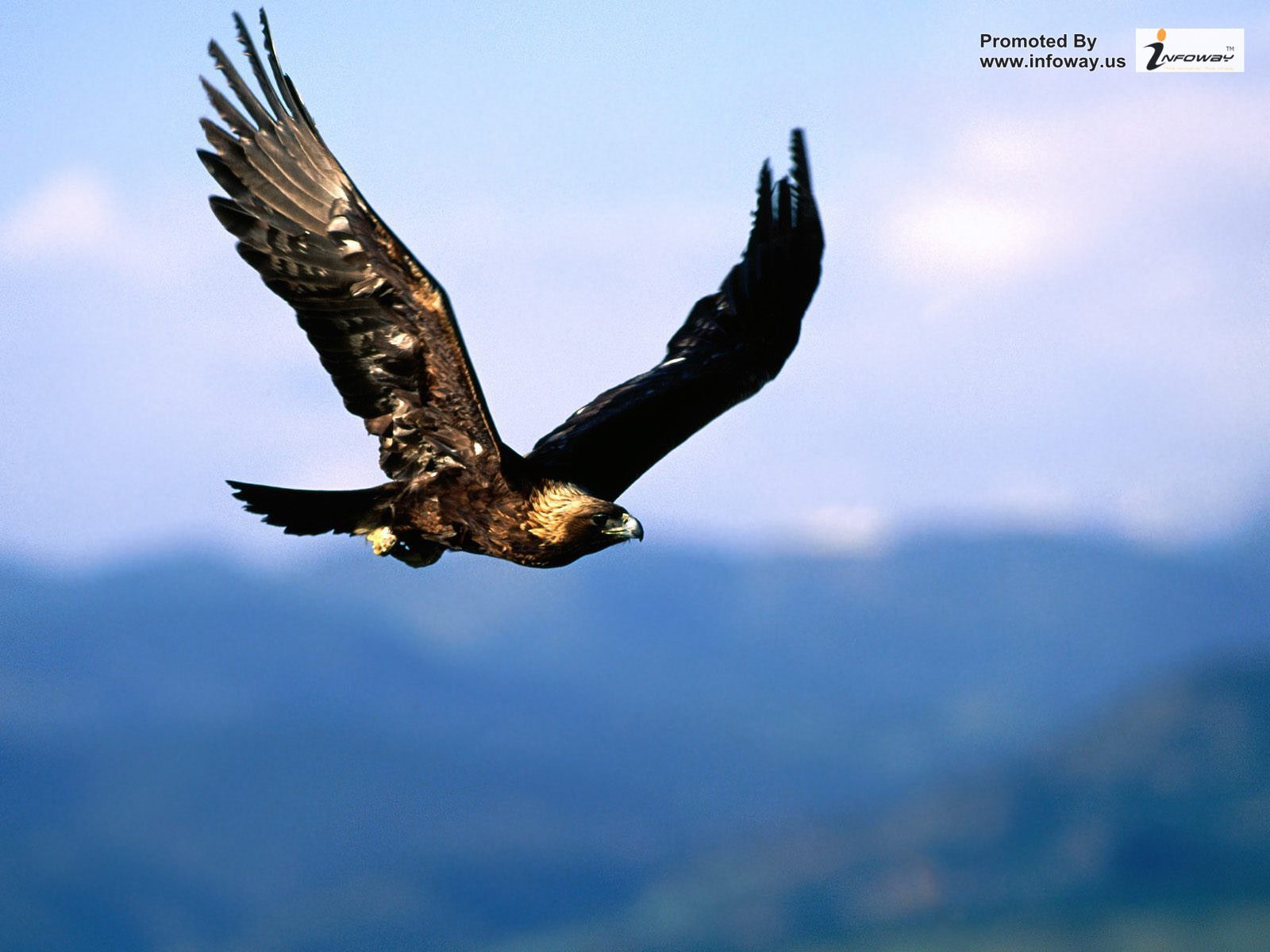 Glenveagh National Park Eagle - HD Wallpaper 