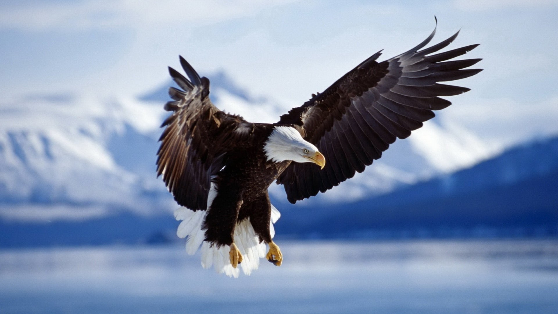 Hd Wallpaper - Eagle Beautiful - HD Wallpaper 
