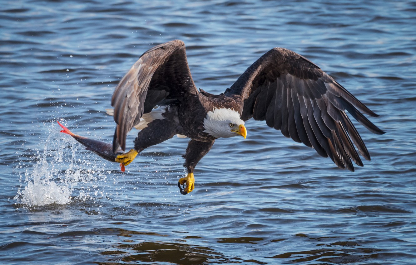 Photo Wallpaper Water, Bird, Eagle, Fish, Flight, Catch, - Eagle - HD Wallpaper 