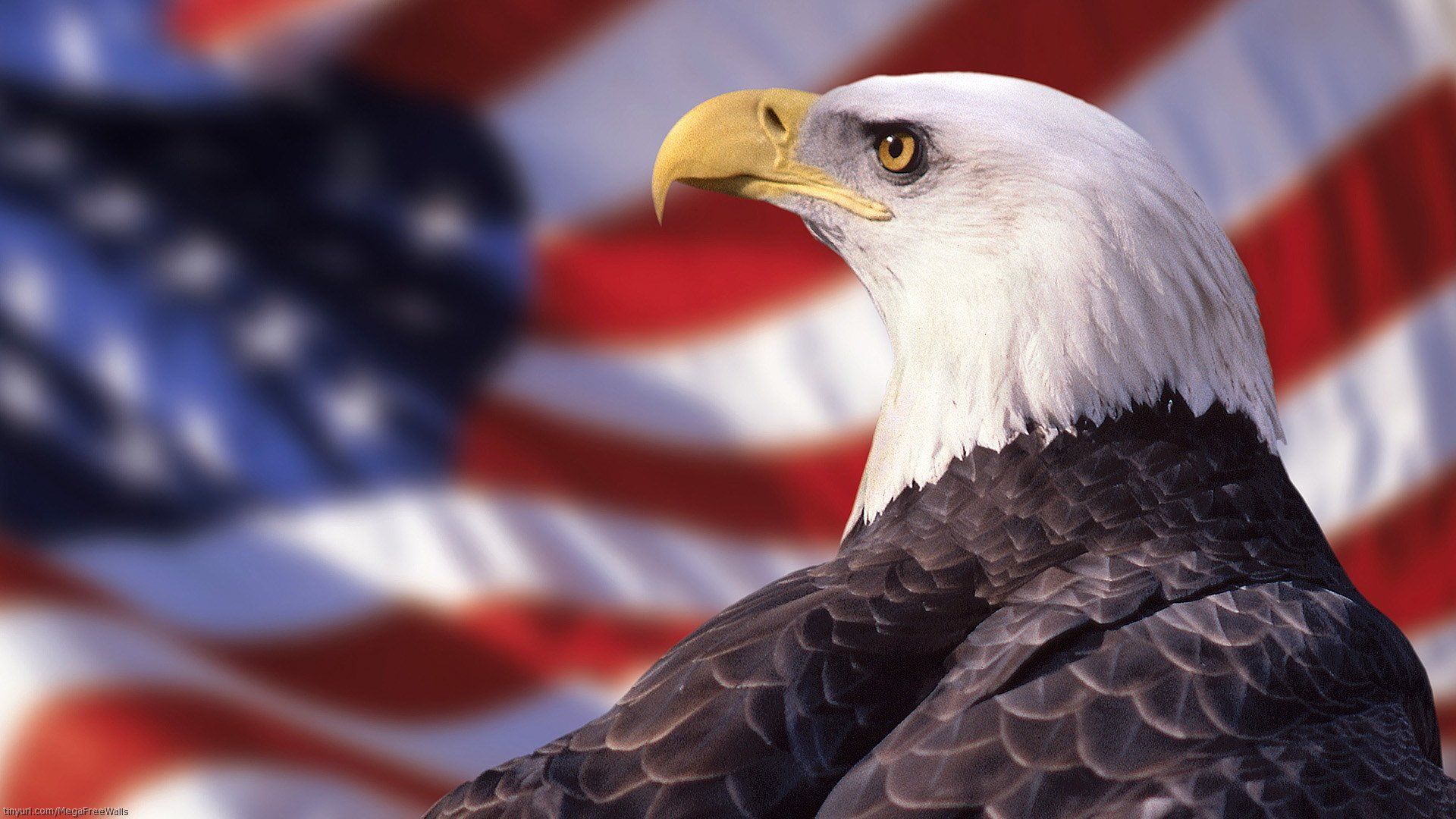 231 Bald Eagle Hd Wallpapers - American Eagle Wallpaper Hd - HD Wallpaper 