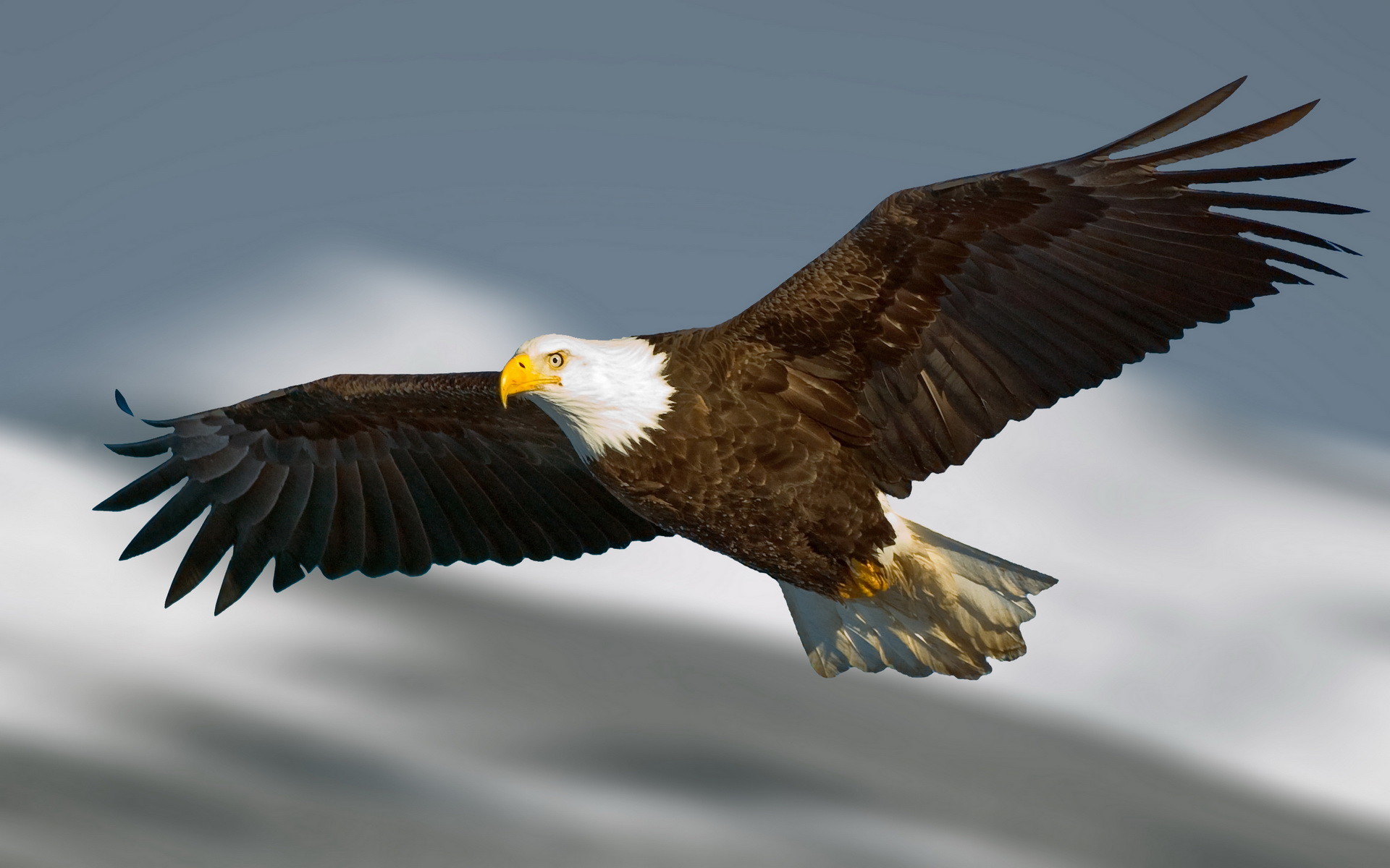 Flying Eagle Wallpaper 
 Data Src - Eagle High Resolution - HD Wallpaper 