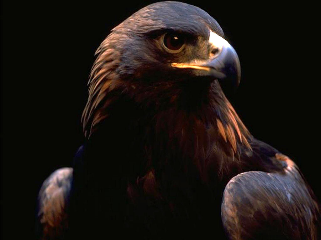 Golden Eagle - HD Wallpaper 