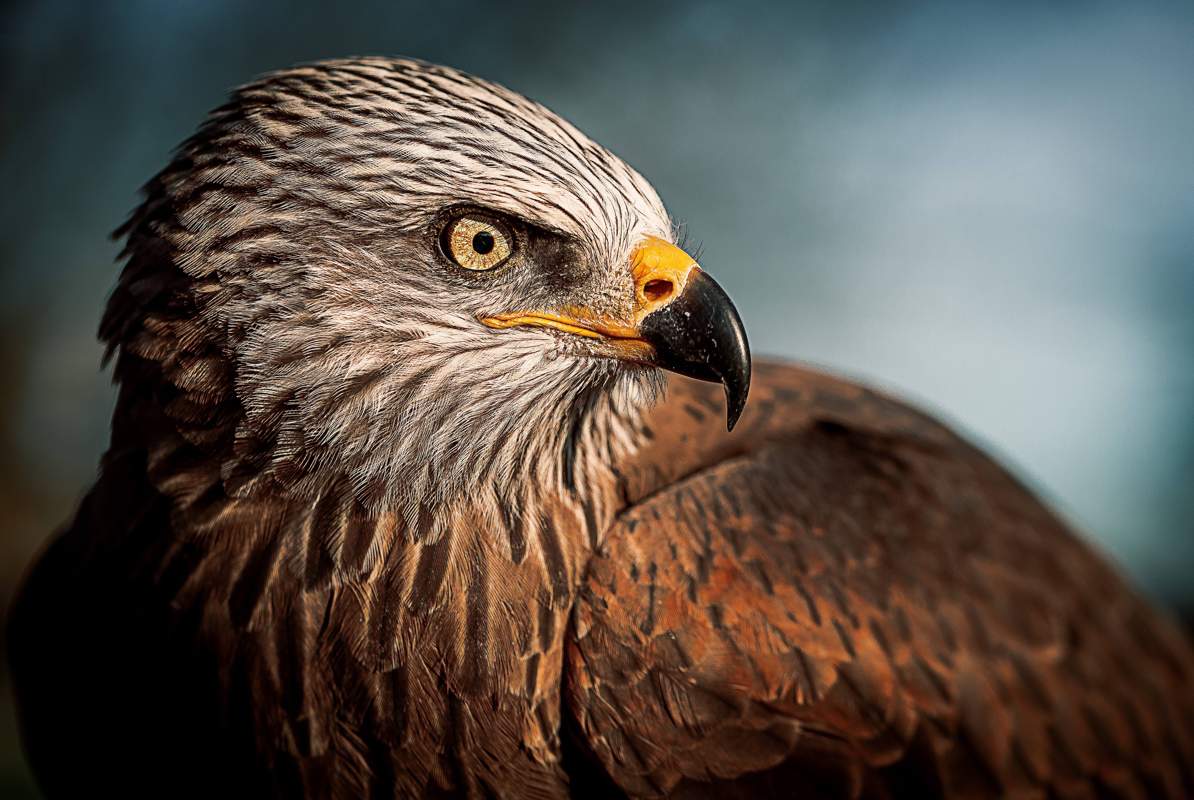 Eagle Hd - HD Wallpaper 