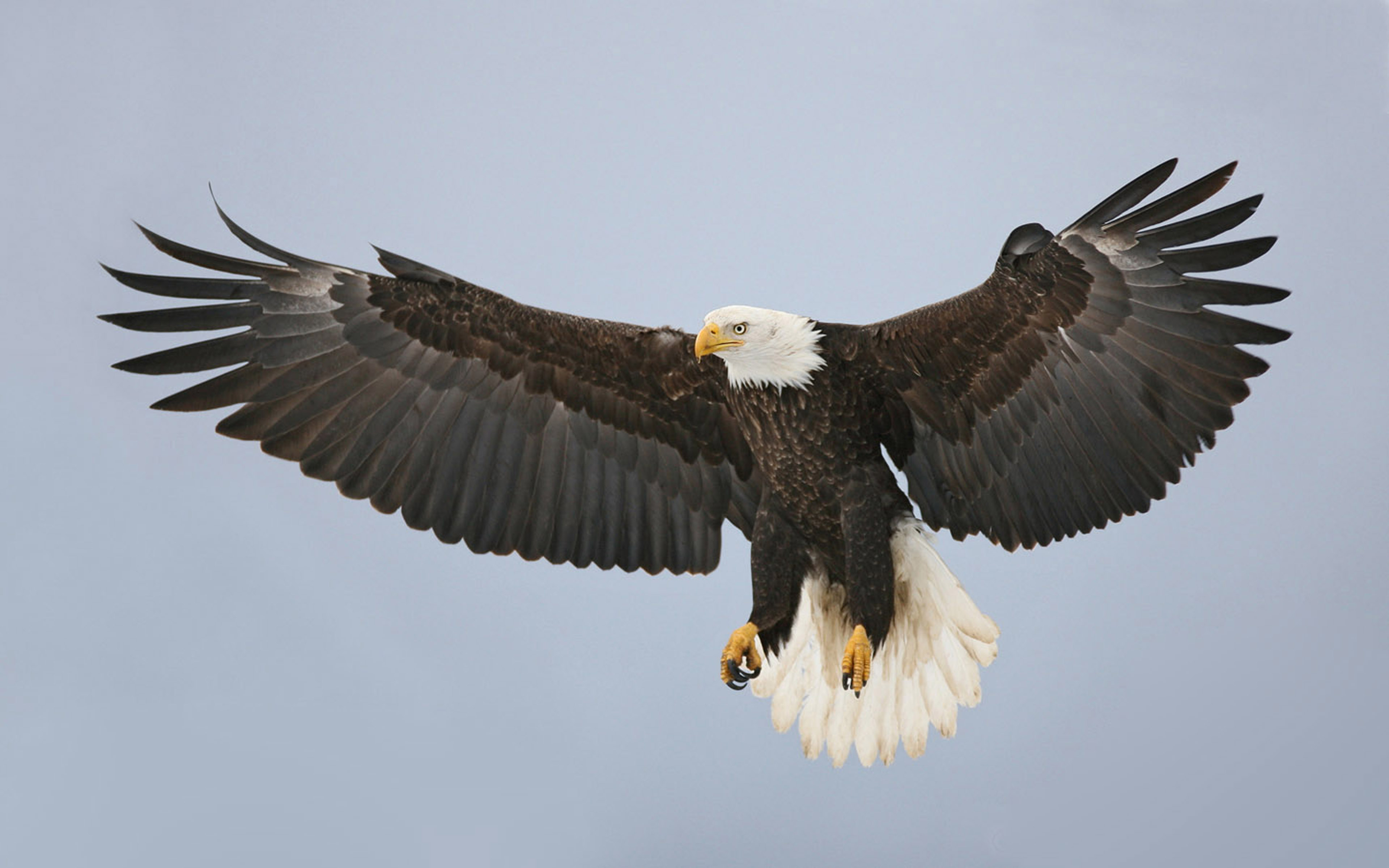 Bald Eagle Wallpaper Hd To Spread Wings Yellow Beak - Animals With Beak And Claws - HD Wallpaper 
