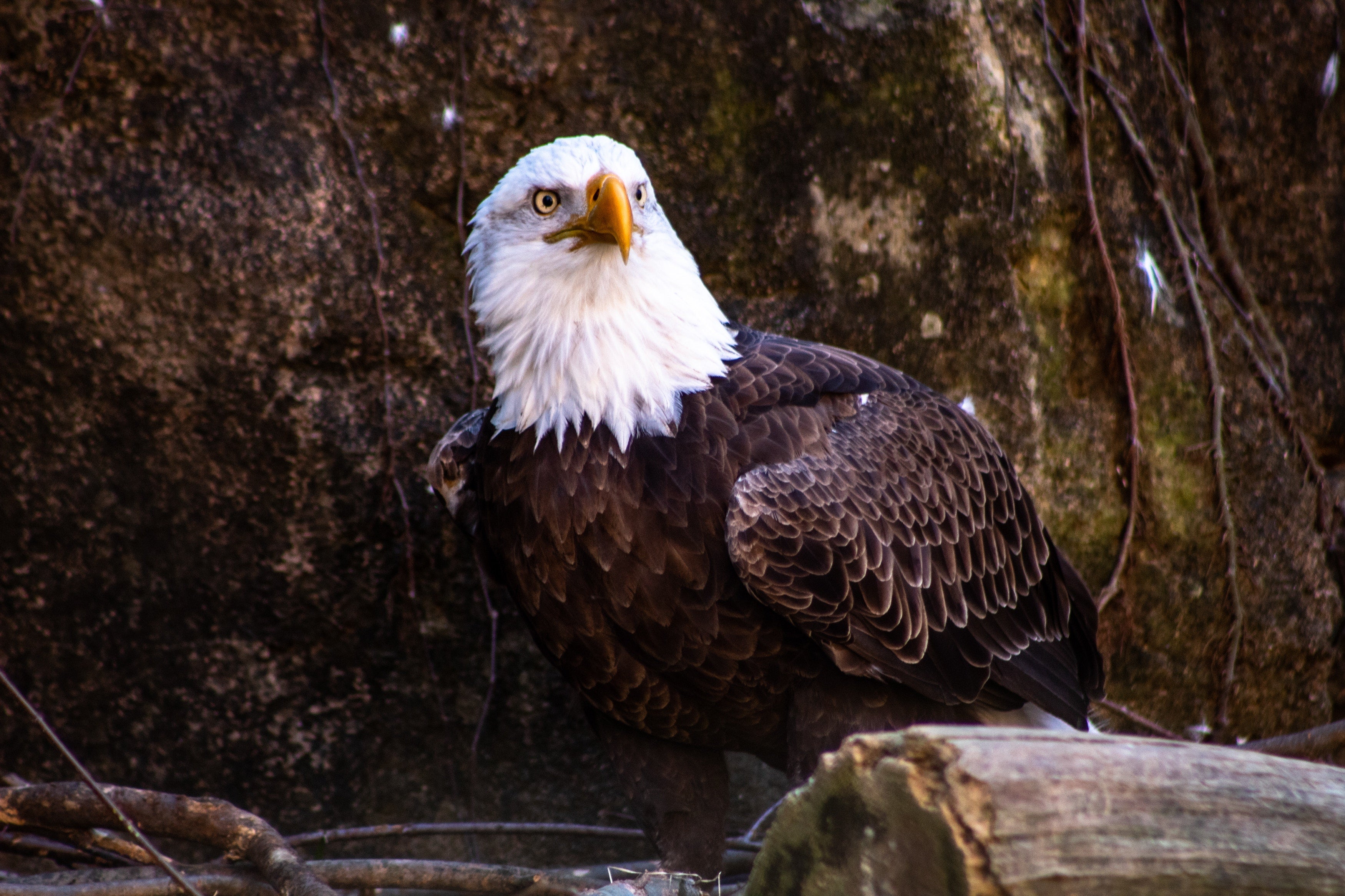 Bald Eagle Wallpaper - Eagle Hd Wallpaper 2019 - HD Wallpaper 