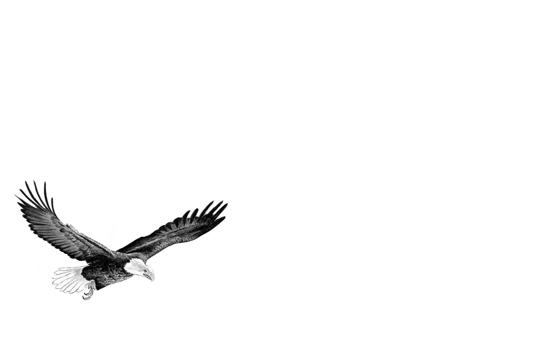A Picture Of Eagle Wallpaper - Eagle Illustration - HD Wallpaper 