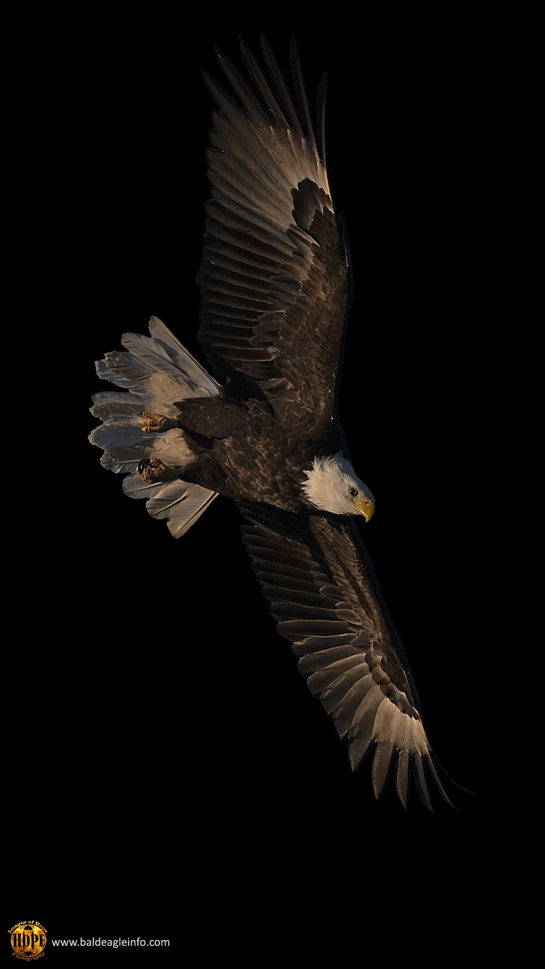 Eagle Wallpaper For Mobile - HD Wallpaper 