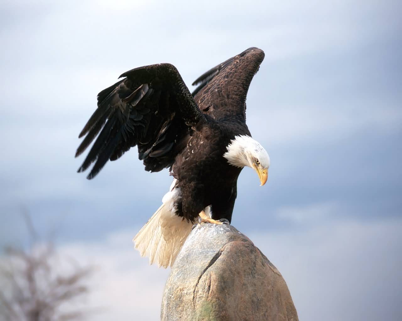 Eagle Wallpaper - Eagle By Alfred Lord Tennyson - HD Wallpaper 
