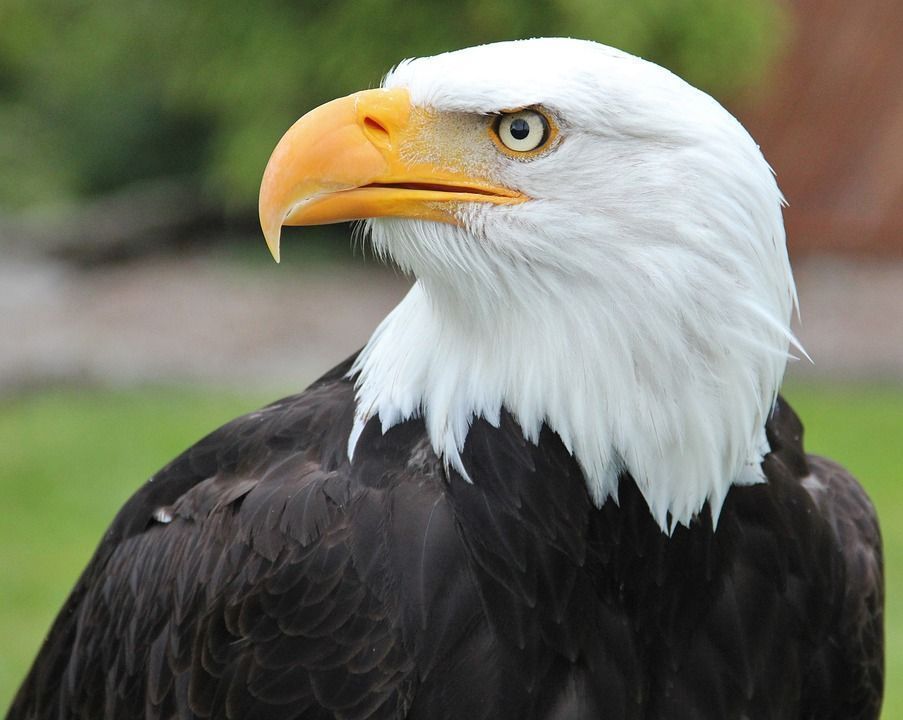 High Quality Eagle Wallpaper Full Hd Pictures For Desktop - American Bald Eagle - HD Wallpaper 