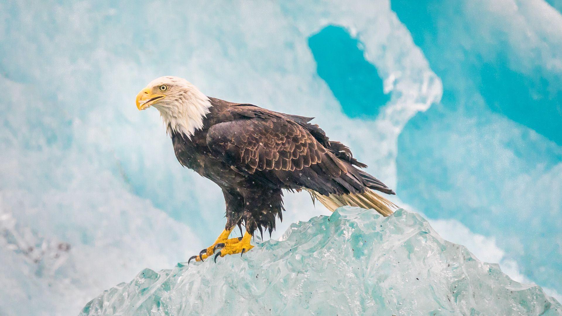Hd Bald Eagle On The Ice Wallpaper - Eagle On Ice - HD Wallpaper 
