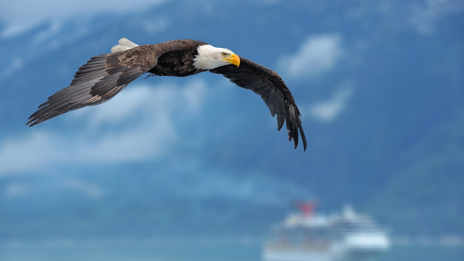 Bald Eagle Flying Over Mountains Hd Desktop Wallpaper - All Bird Find Shelter During Rain - HD Wallpaper 