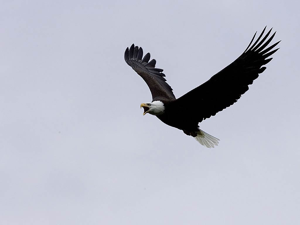 Free Eagle Wallpaper Wallpapers And Background - Symbols That Represent The Northeast Region - HD Wallpaper 