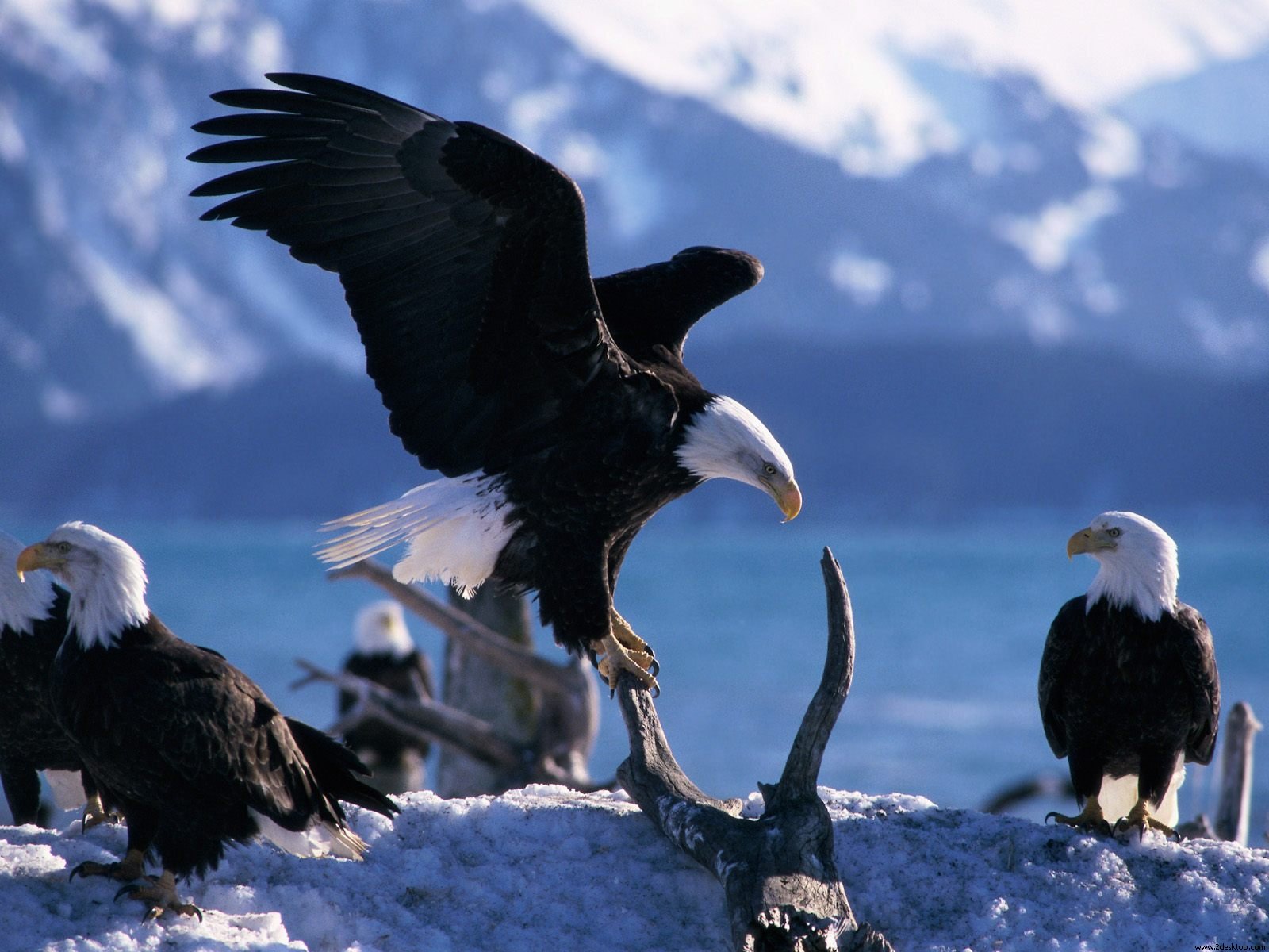 Bald Eagle Wallpaper Hd - Aigle Dans La Bible - HD Wallpaper 
