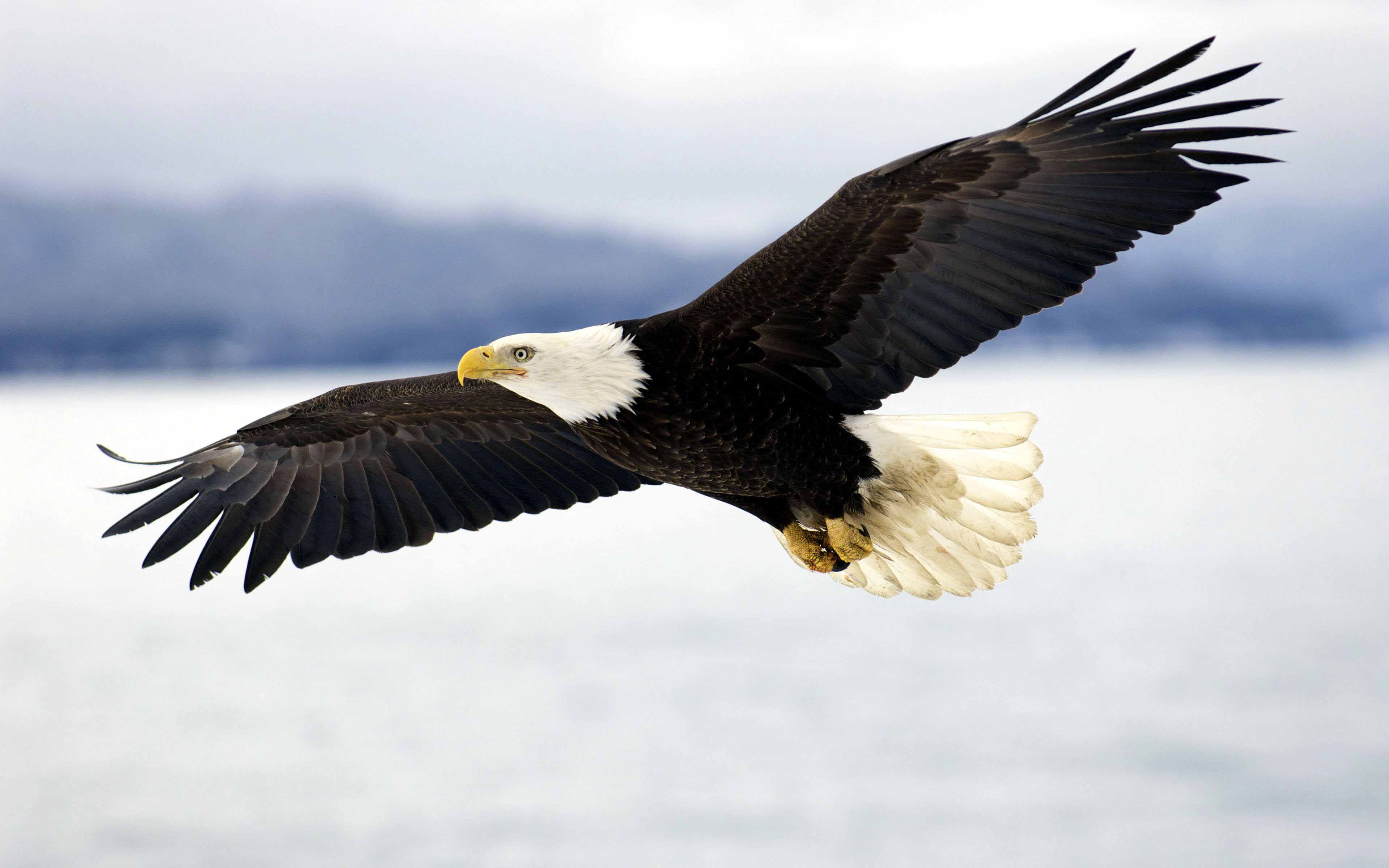 Free Bald Eagle Wallpapers - Flying Bald Eagle - HD Wallpaper 