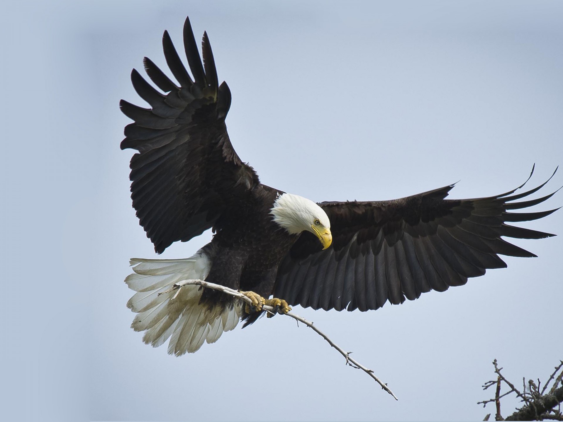 Bald Eagle High Resolution - HD Wallpaper 