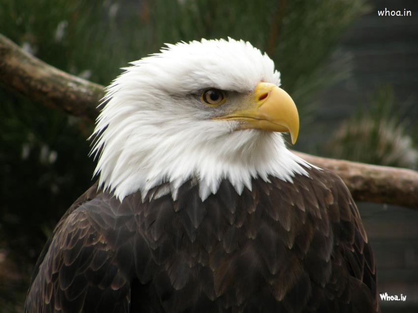 Elegant Eagle Wallpaper - Elegant Eagle - HD Wallpaper 