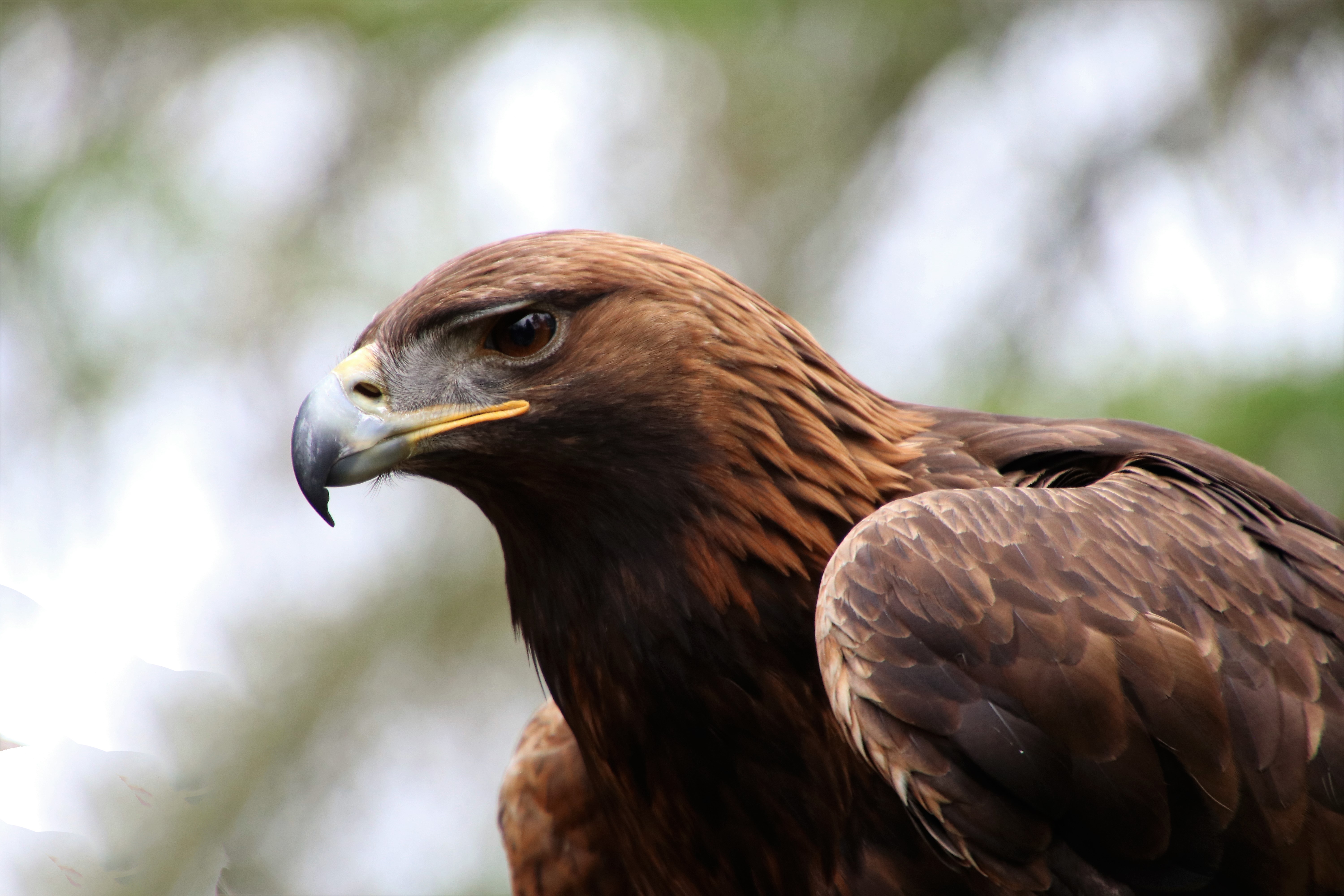 Golden Eagle - HD Wallpaper 