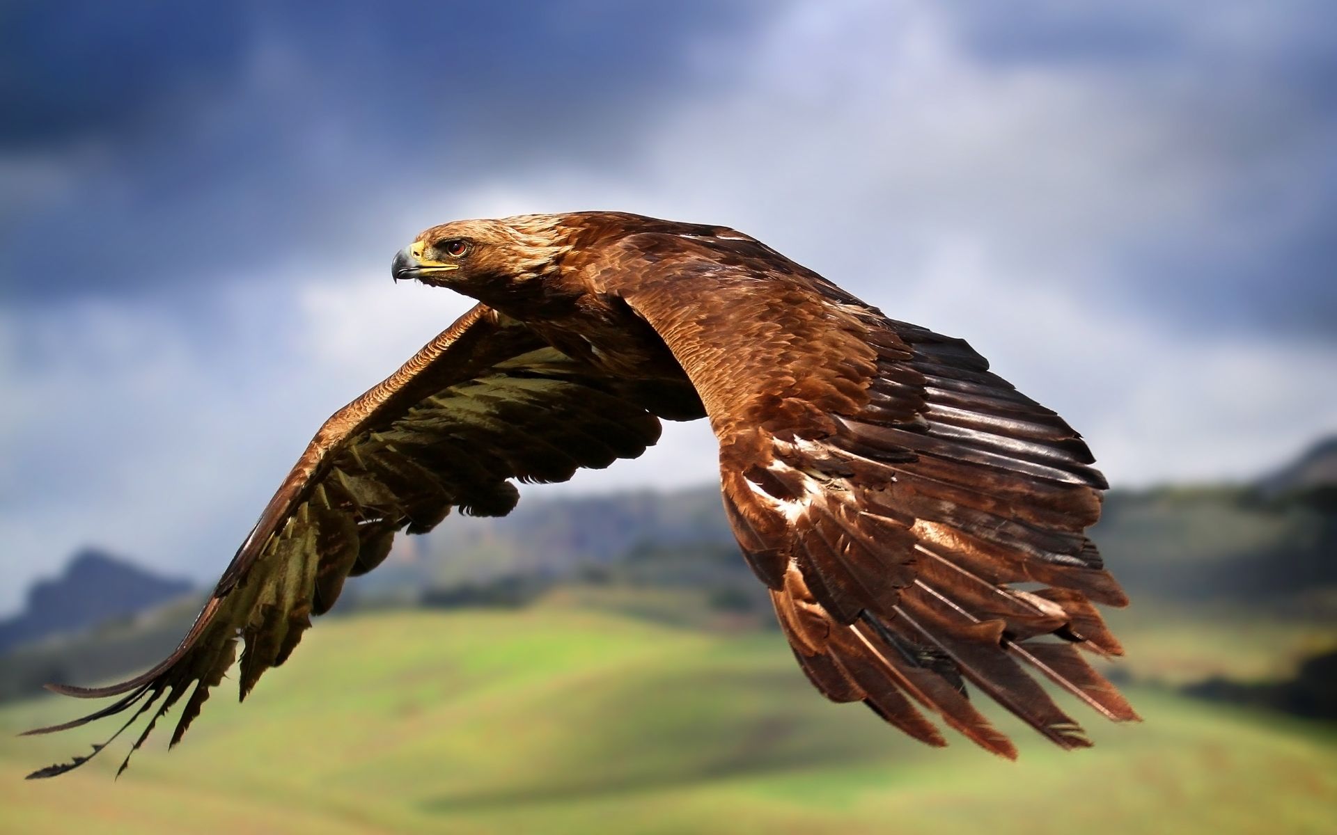 Animal 0034 Wallpaper - Golden Eagle - HD Wallpaper 