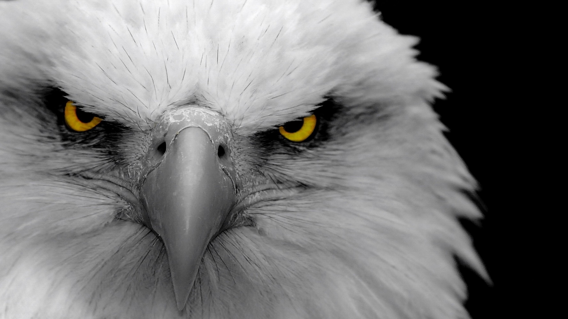 Eagle Wallpapers Images Is Cool Wallpapers - Bald Eagle Look - HD Wallpaper 