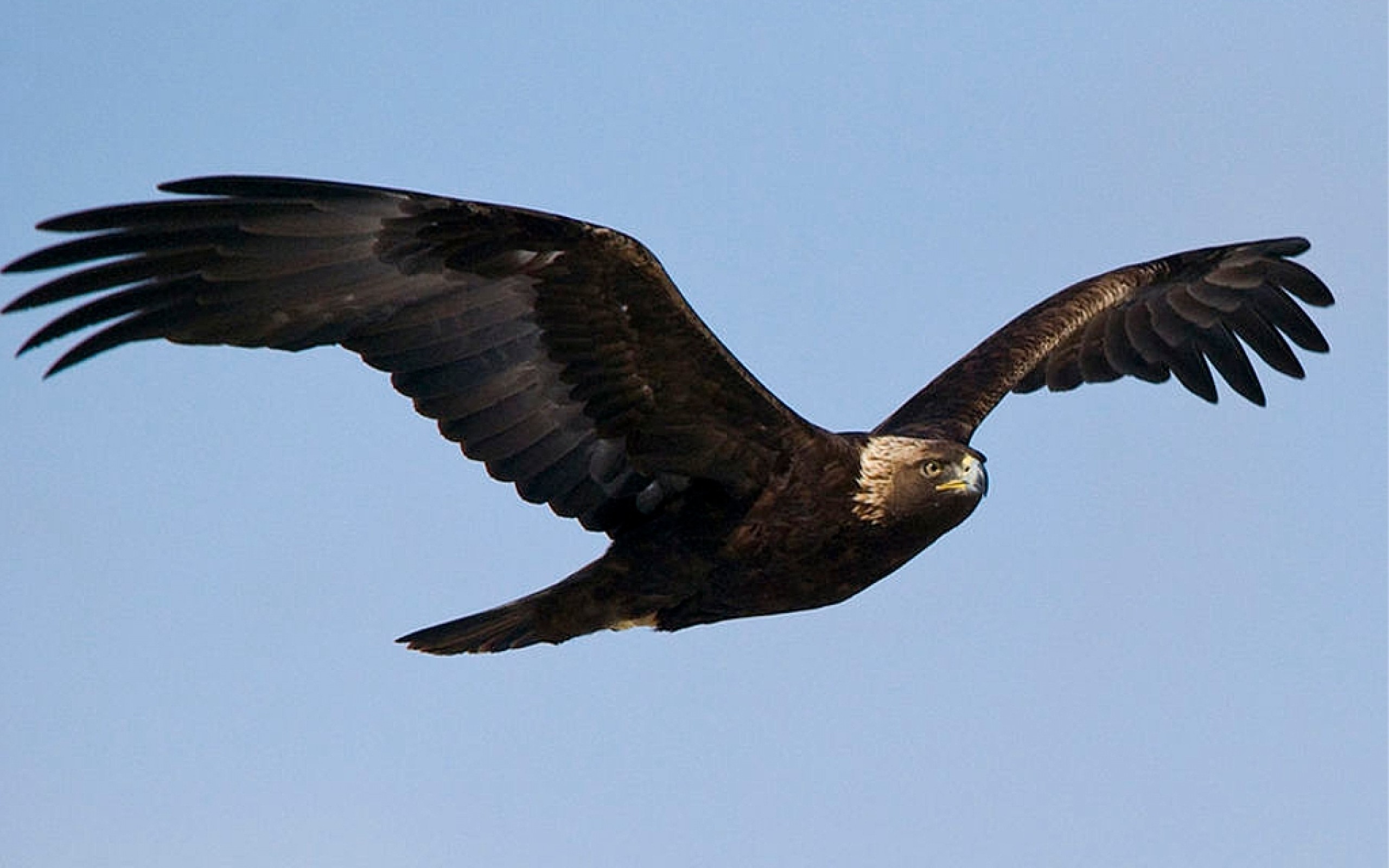 Flying, Golden, Eagle, Wide, High, Resolution, Wallpaper, - National Bird Of Afganistan - HD Wallpaper 