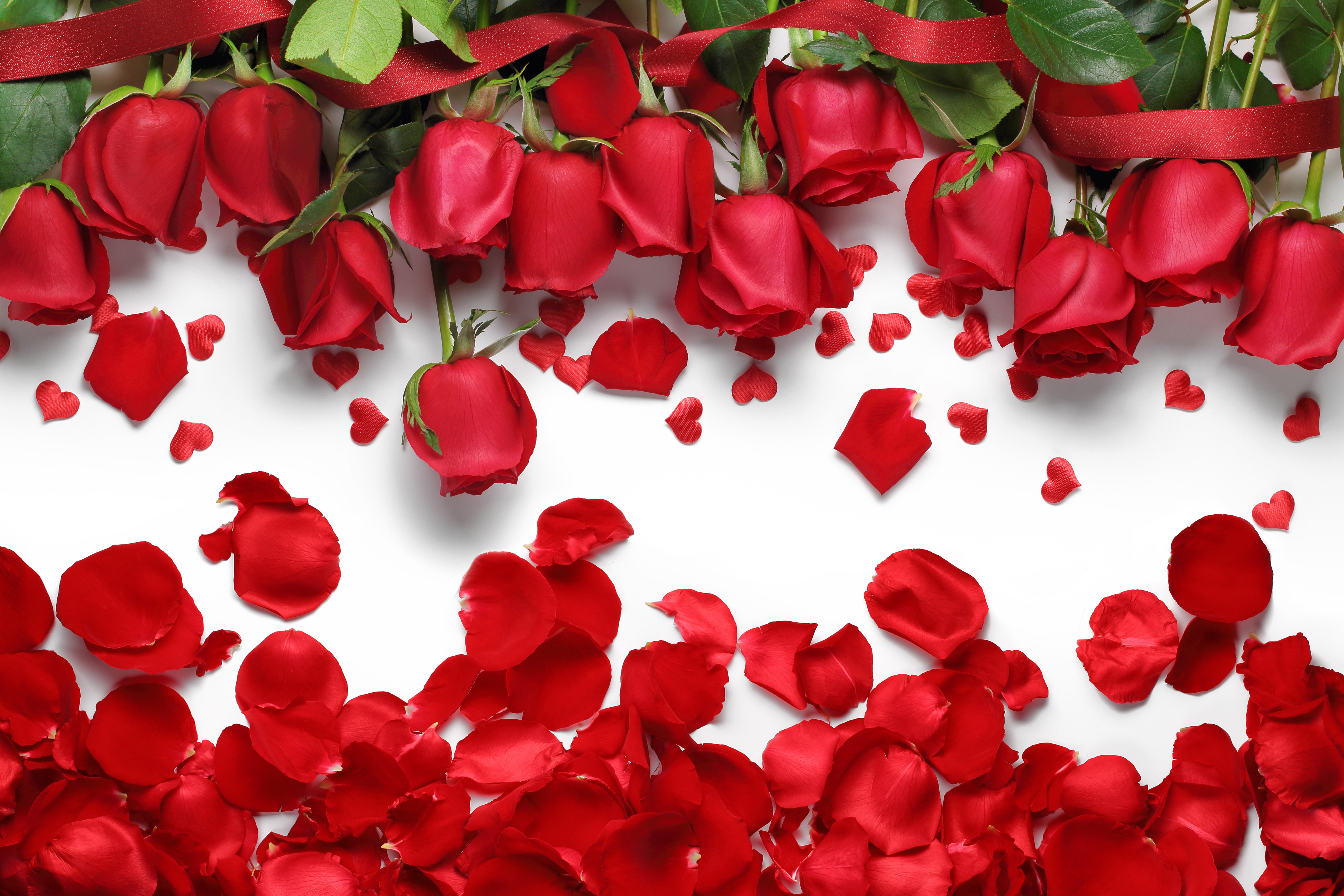 Red Rose Background Hd - HD Wallpaper 